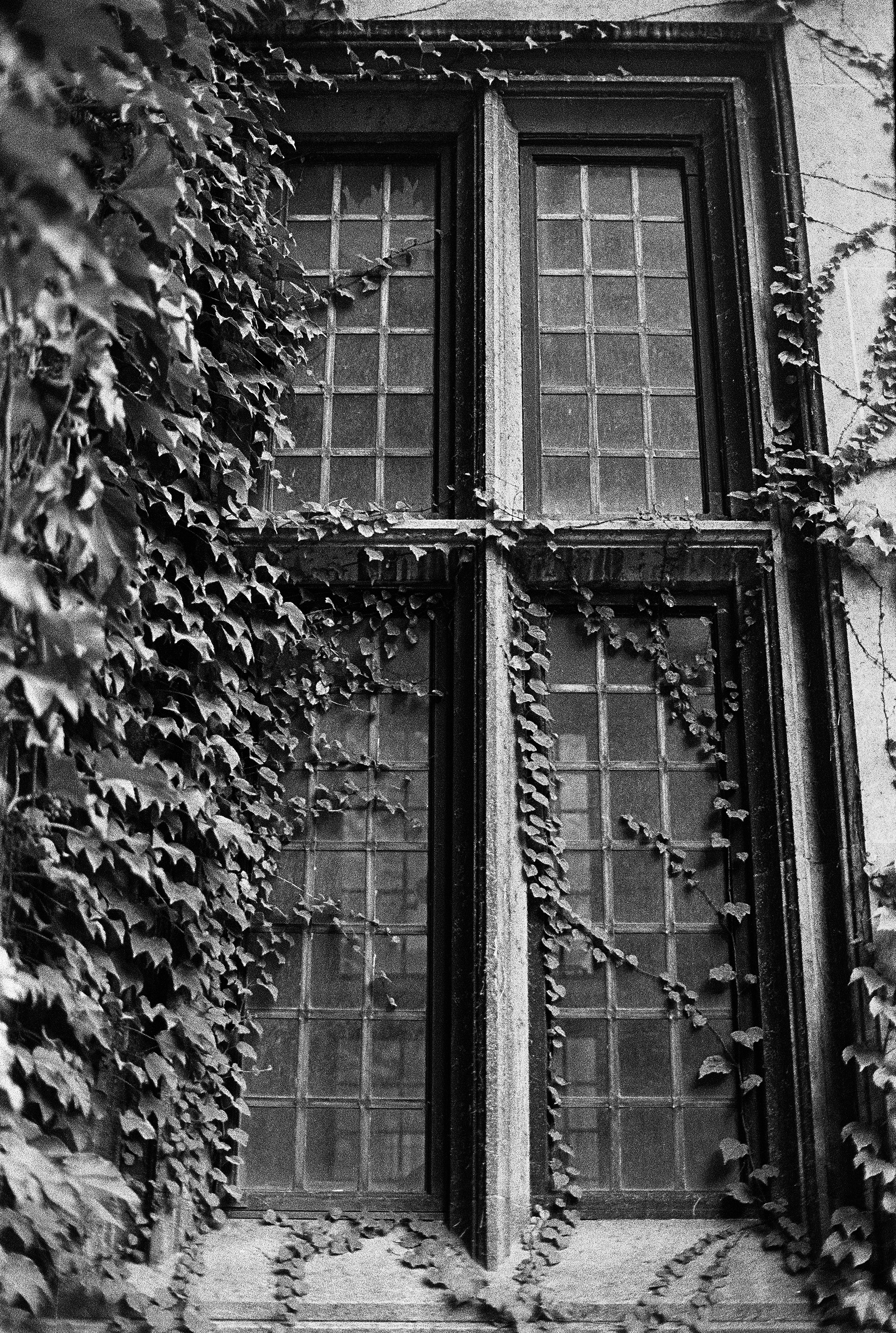 Black and white photo of an old, weathered window with multiple panes, surrounded by climbing ivy on a wall.