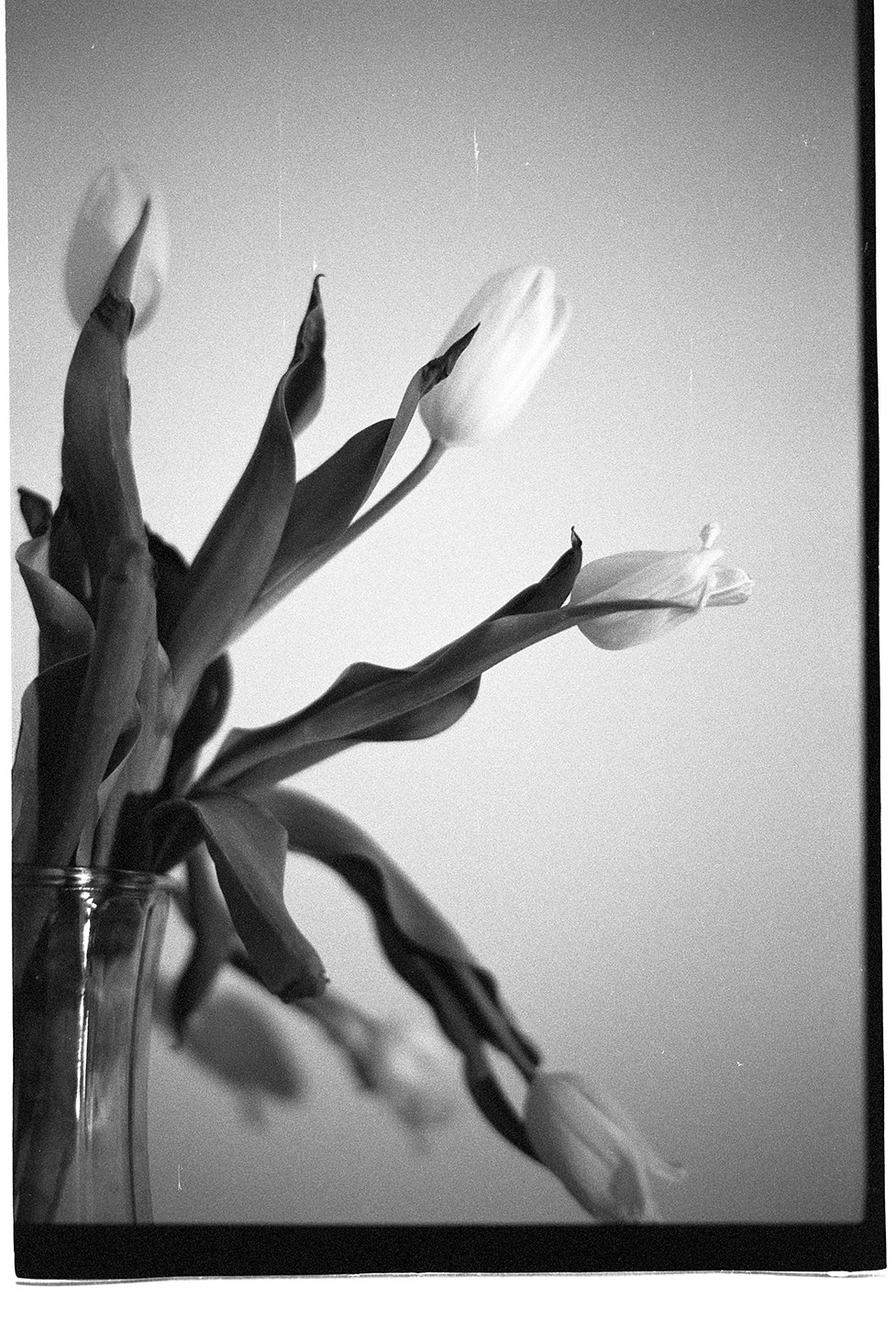 Black and white photo of a bouquet of tulips in a glass vase, with some flowers in bloom and others in bud, set against a plain background.