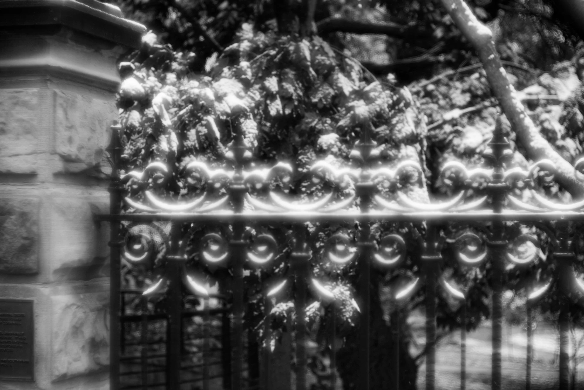 Black and white photo of an ornate wrought iron fence in front of snow-covered trees.