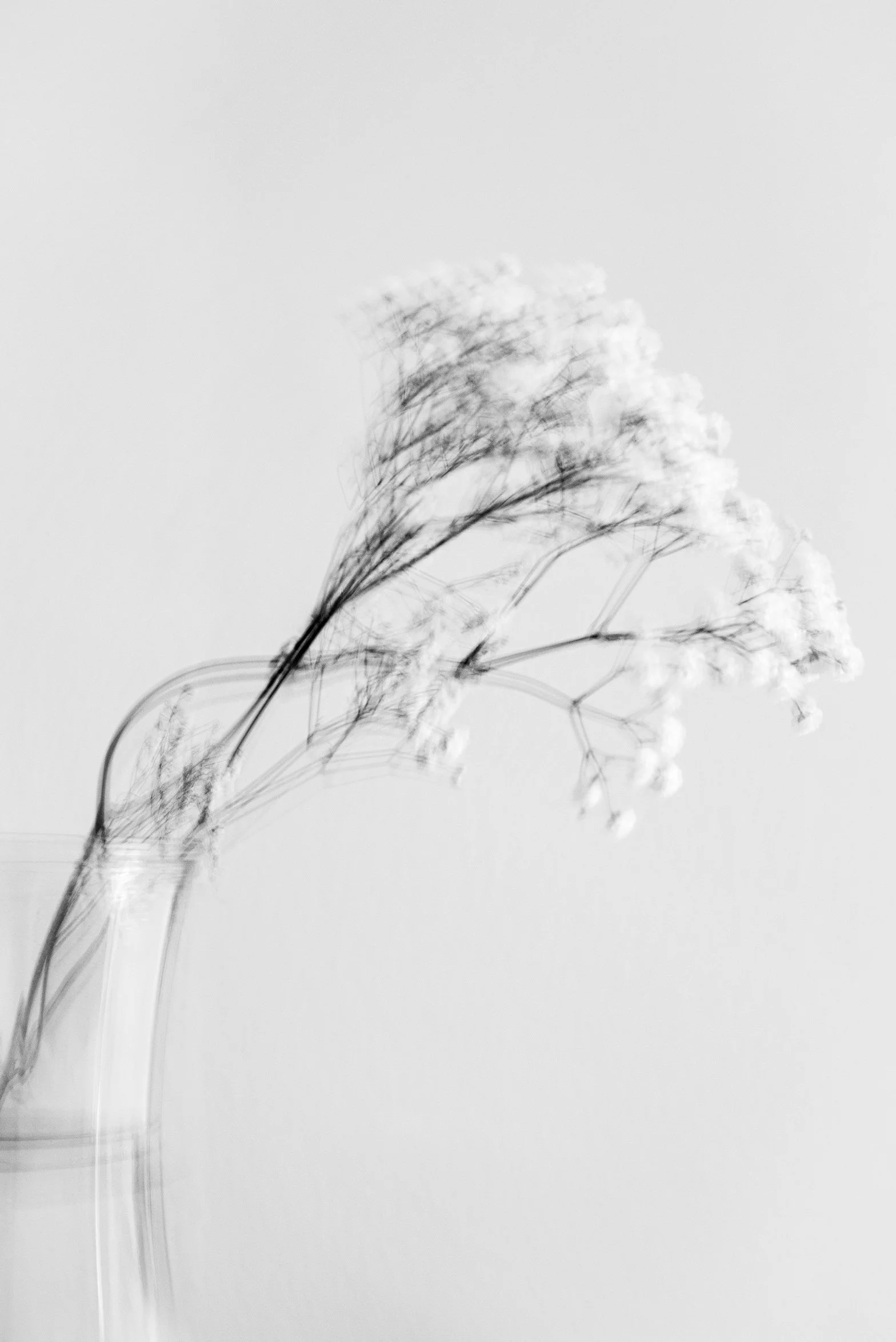 Black and white close-up of a delicate, feathery plant stem with tiny flowers against a plain background.