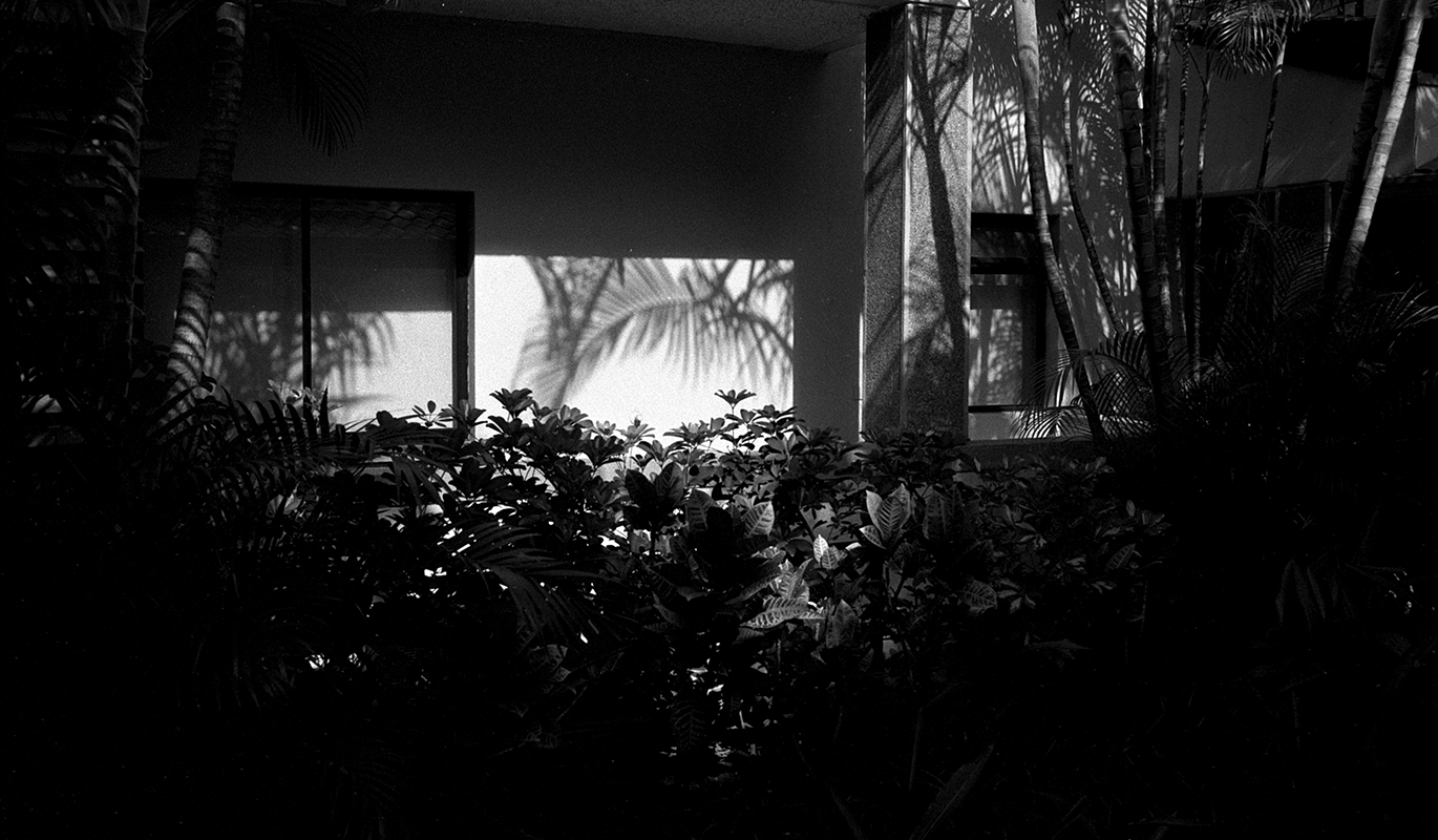 A black-and-white photo of an indoor space with lush plants and large windows, allowing sunlight to cast shadows of trees and leaves.