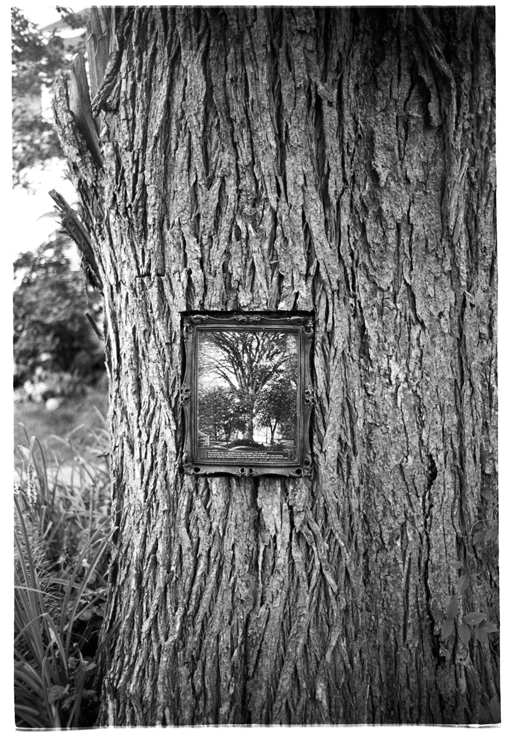A framed photograph of a large tree is attached to the trunk of another tree with rough, textured bark. Blurred foliage and trees are visible in the background.