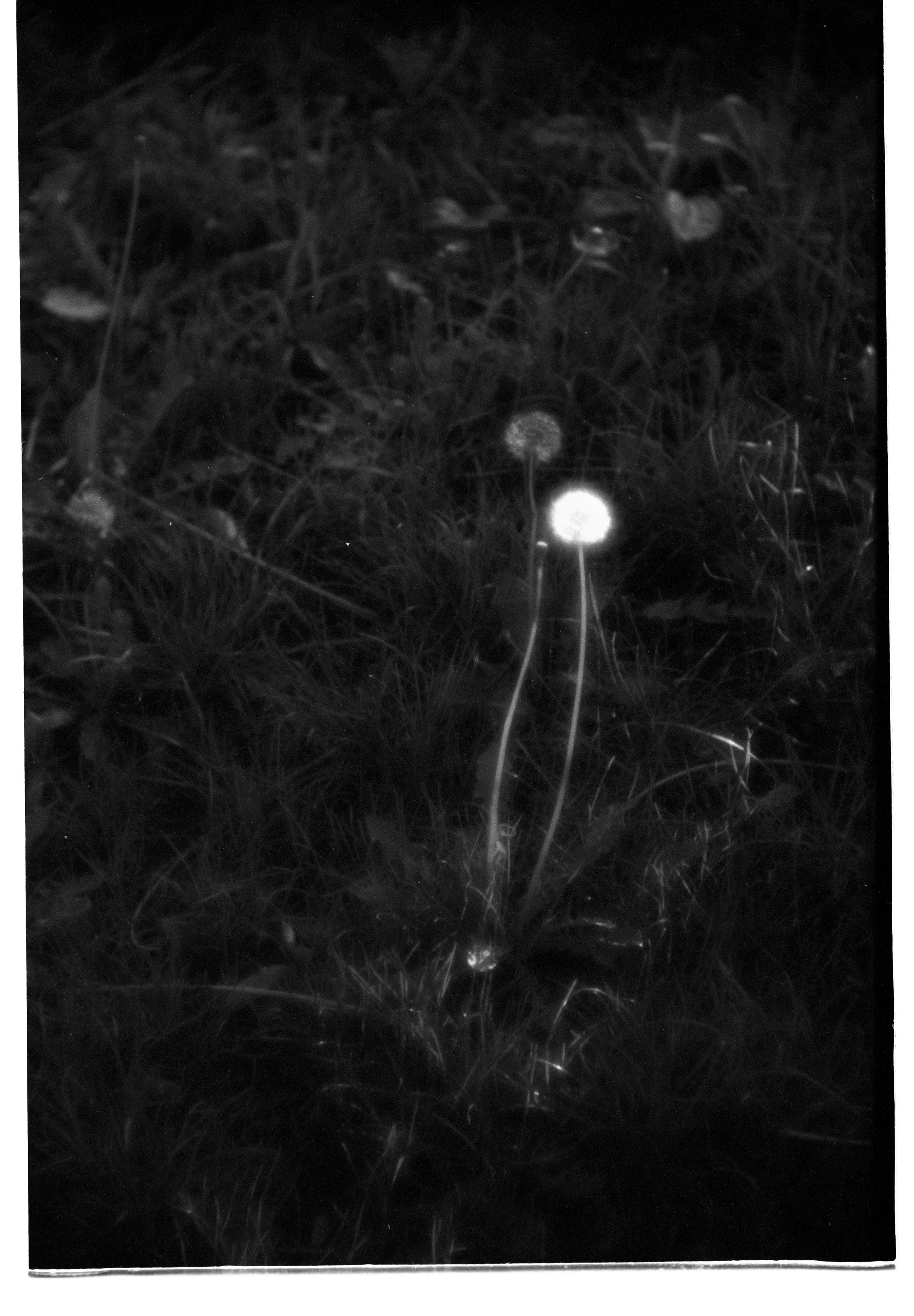 Close-up black and white photo of dandelions with fluffy seed heads growing among grass and tiny flowers.