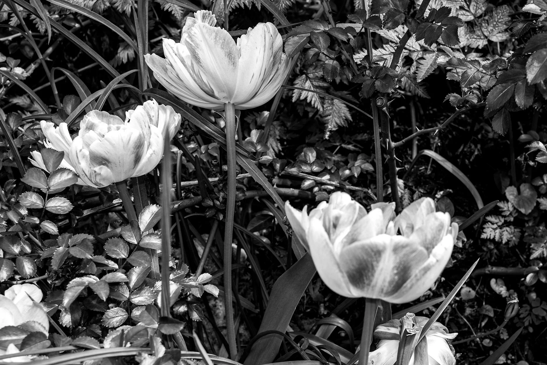 Black and white photo of blooming tulips with various leafy plants in the background.