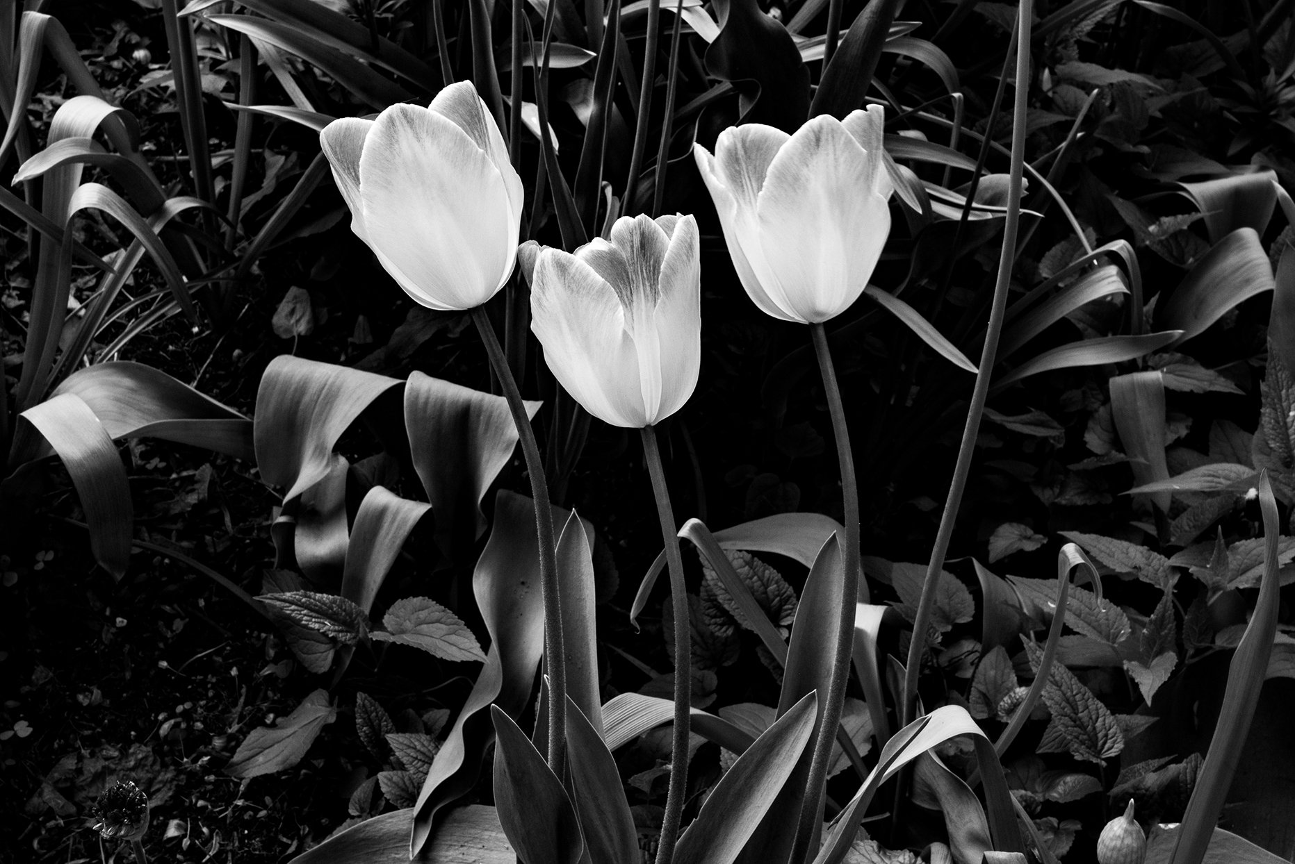 Black and white photo of three tulips growing among leaves and grass.
