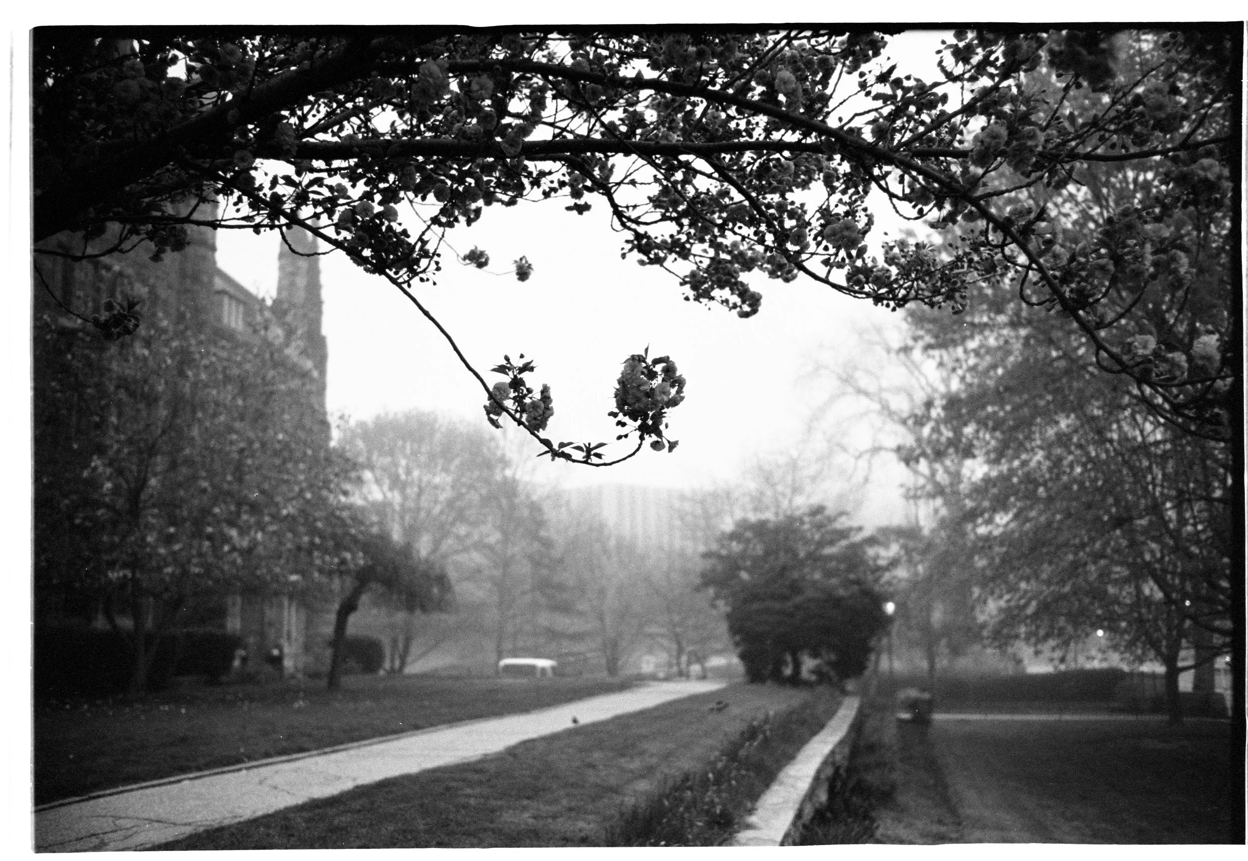 Black and white photograph of a park with trees, a walkway, and a bench, with a sidewalk running alongside. Buildings are visible in the background through the fog.