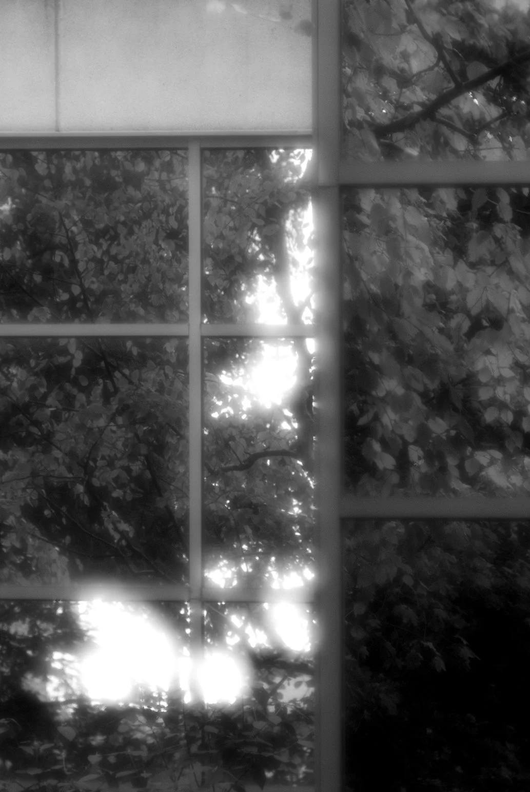View through a window with multiple panes showing trees and sunlight outside.