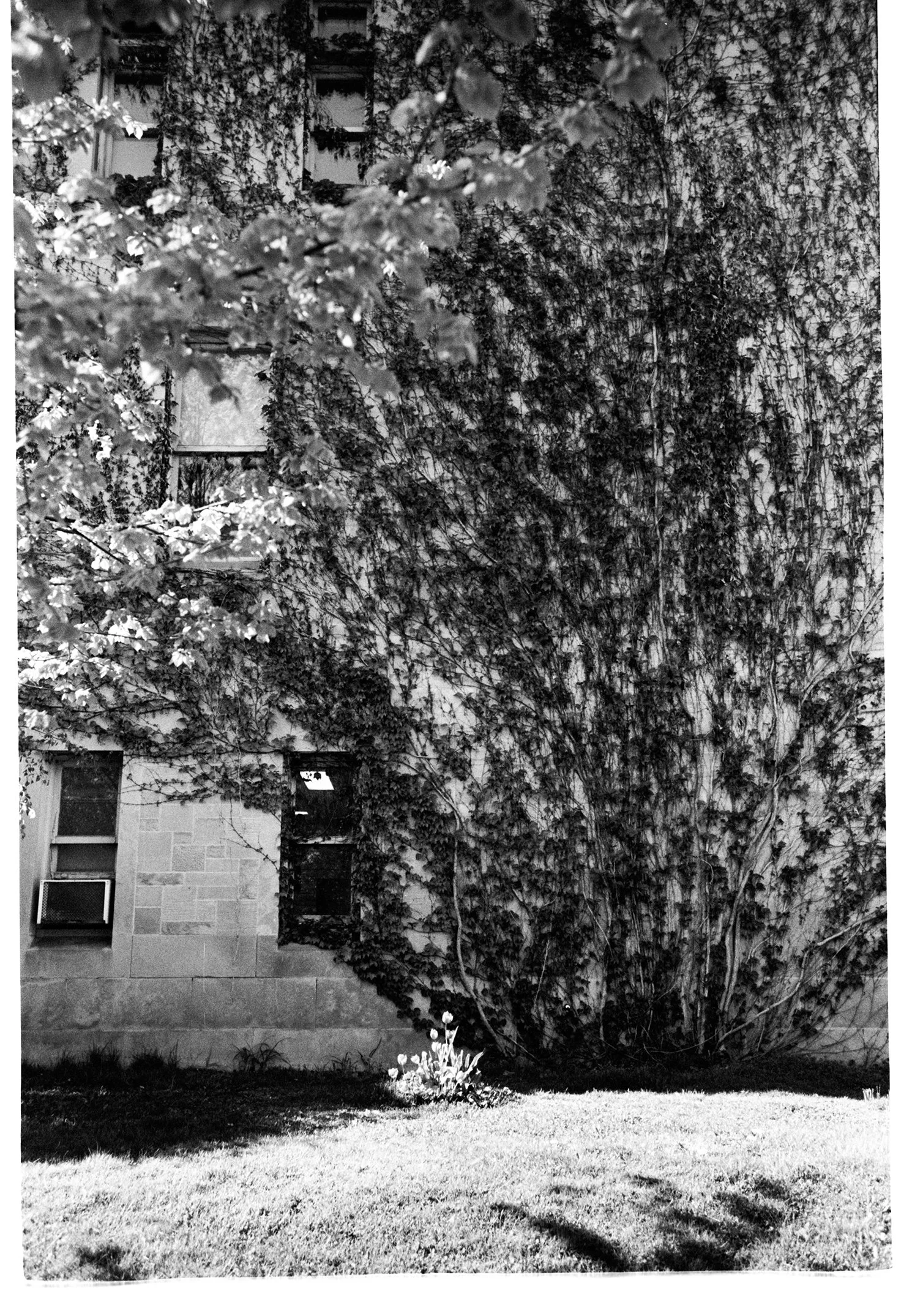 A black and white photo of a building with windows and an ivy-covered wall, along with a small tree or bush in front and patches of grass in the foreground.