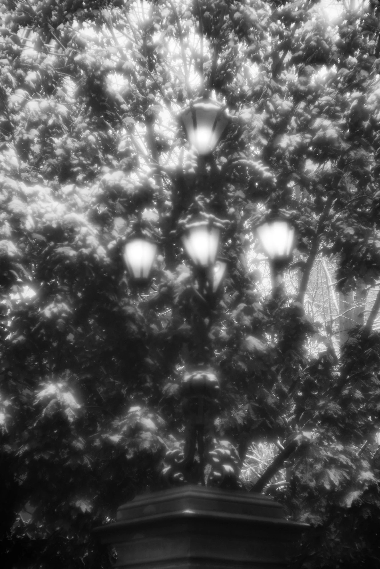 Black and white photo of a vintage street lamp with five lanterns, surrounded by leafy tree branches.