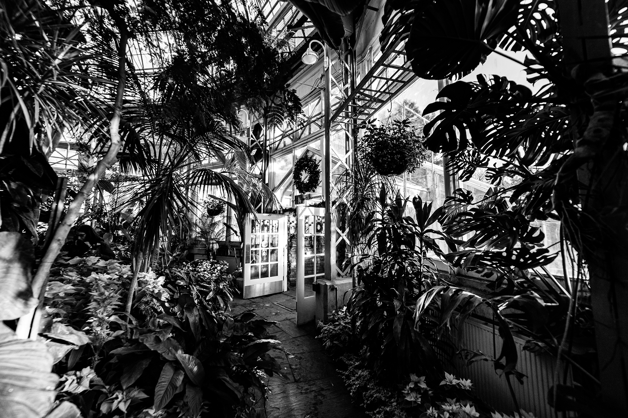 Inside a lush greenhouse filled with various plants, some hanging, with a glass roof and doors leading outside.