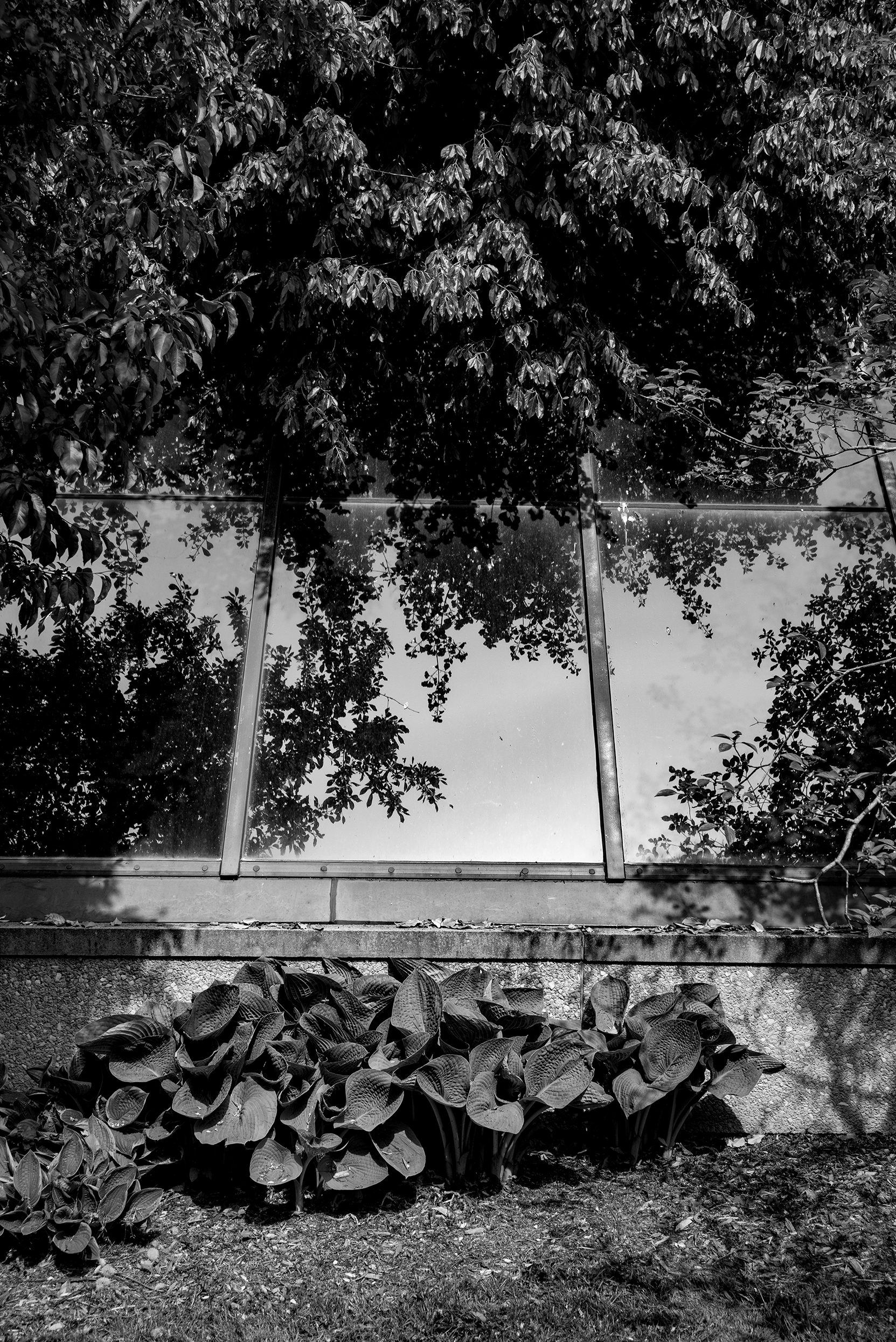 Black and white photo of trees and their reflection in a glass structure, with a row of large-leaved plants at the bottom and some ground visible.