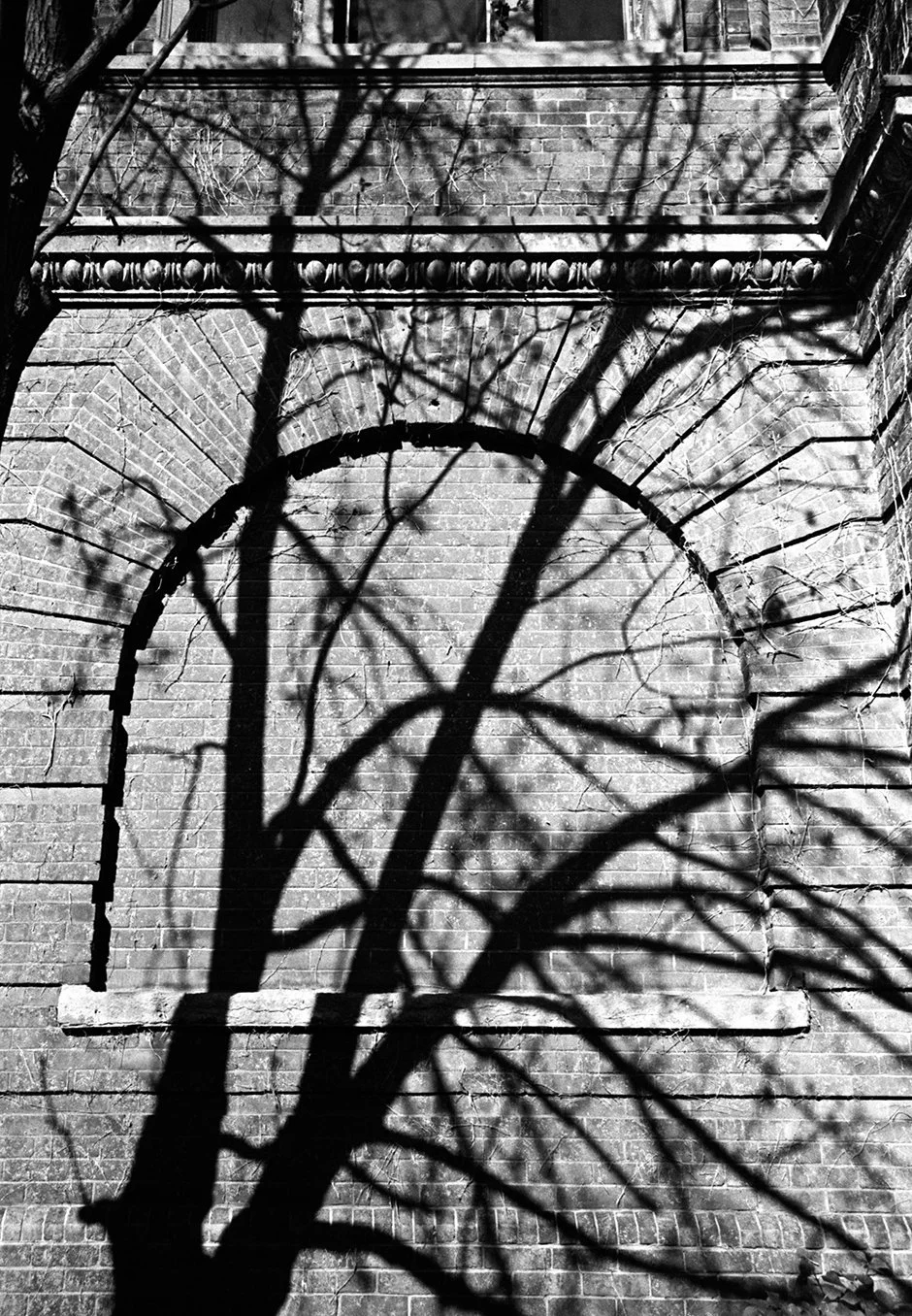 Shadow of a tree cast on a brick wall with a decorative frieze and balcony railing in the background.