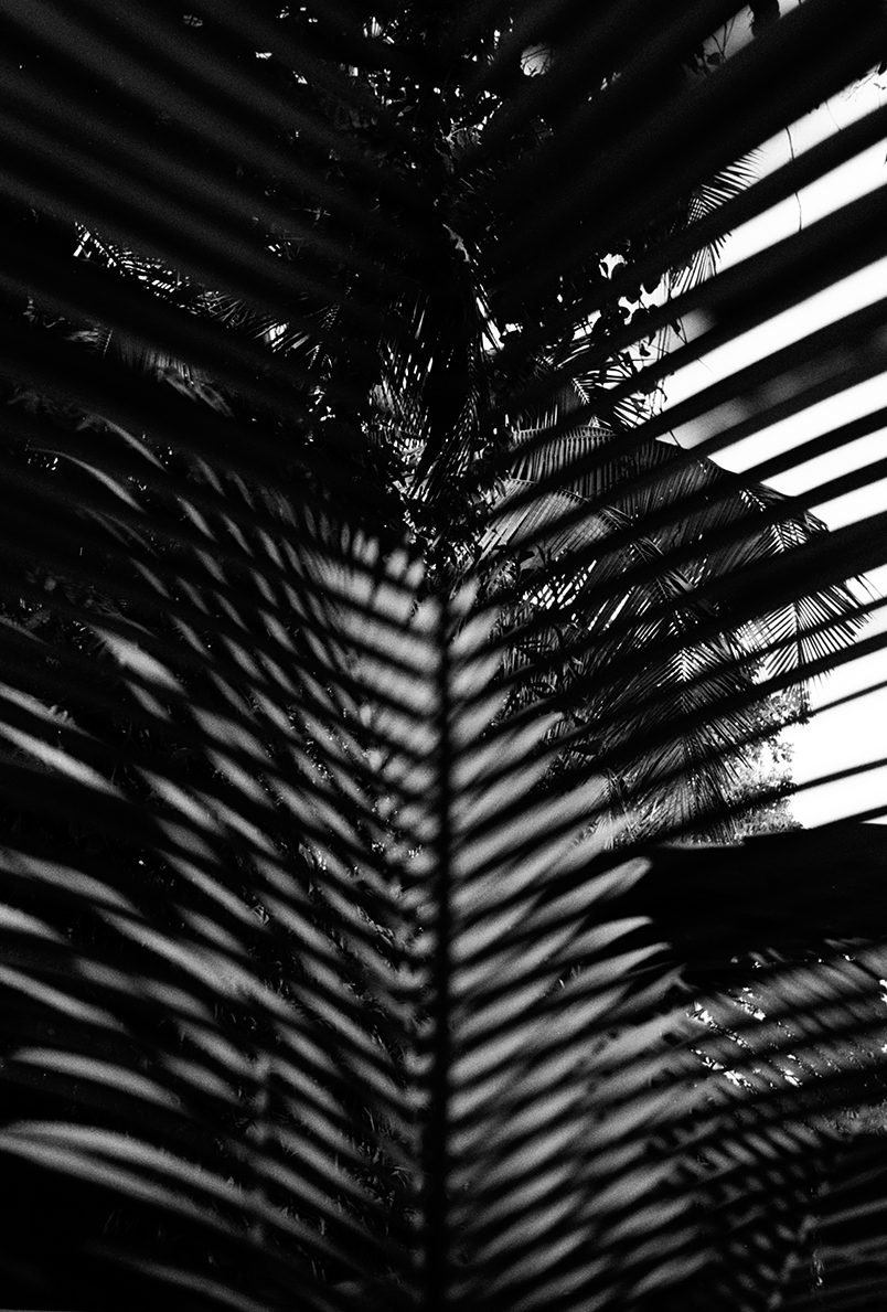 Close-up black and white photo of palm leaves overlapping with sunlight filtering through.