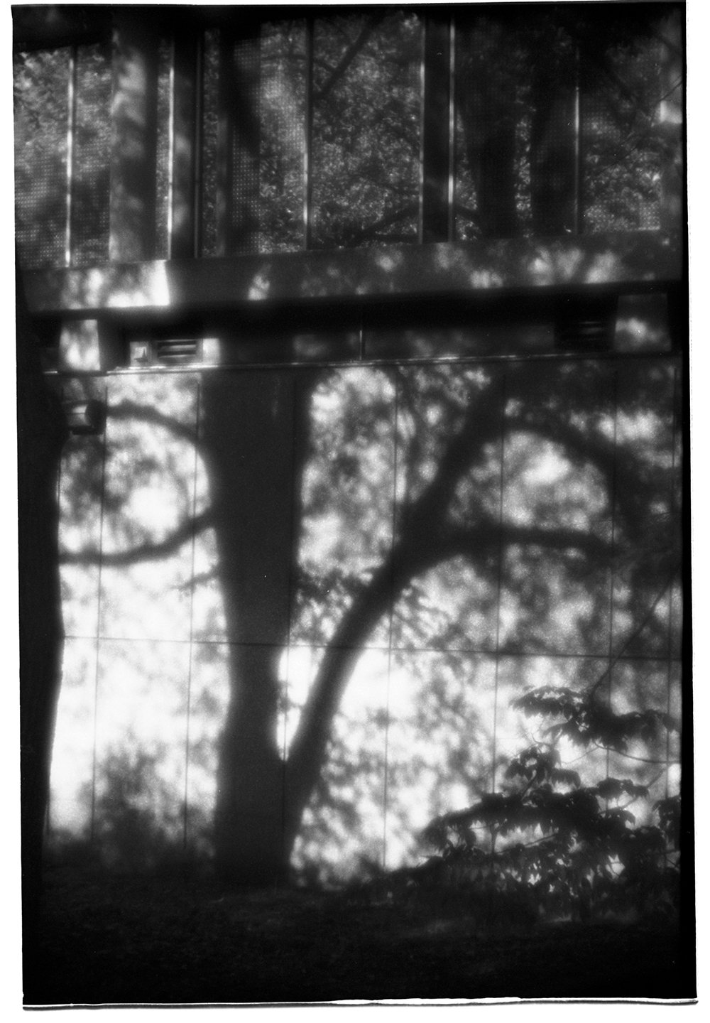 Reflection of a large tree with twisted branches and leaves on a shiny tiled surface, with shadows and sunlight filtering through the foliage.