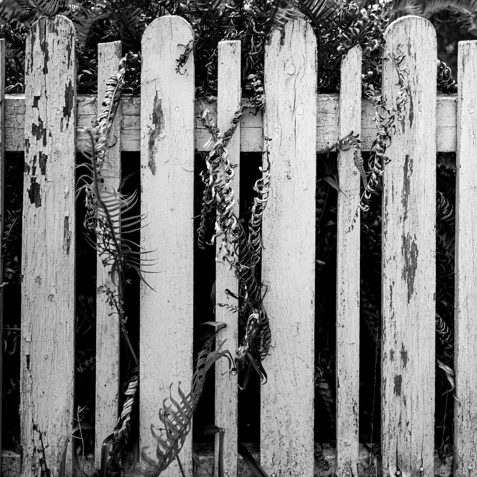 Close-up view of a weathered, peeling white picket fence with overgrown vines and plants behind and around it.