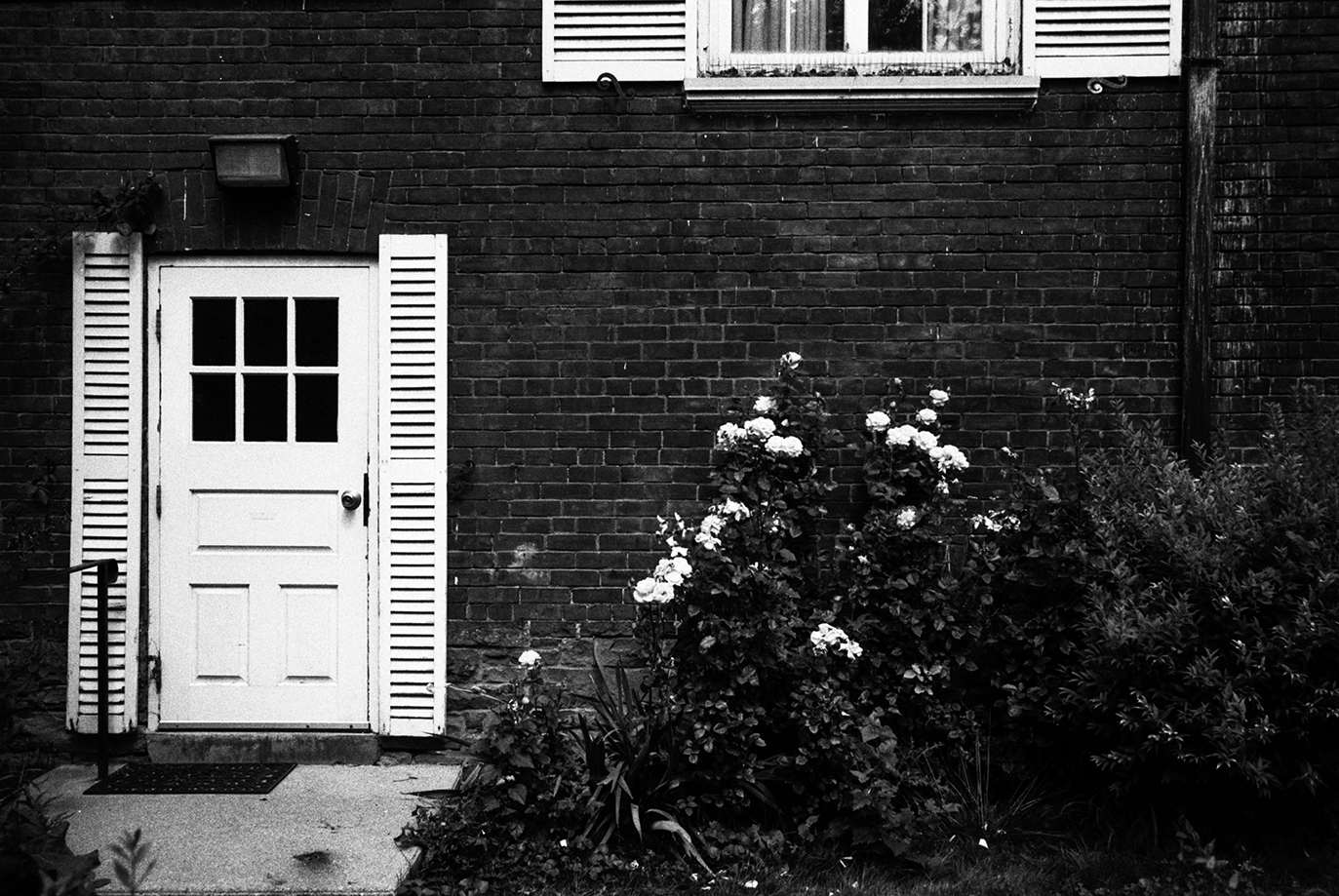 Black and white photo of a brick house exterior with a white door, window with shutters above, and plants with blooming flowers in front.