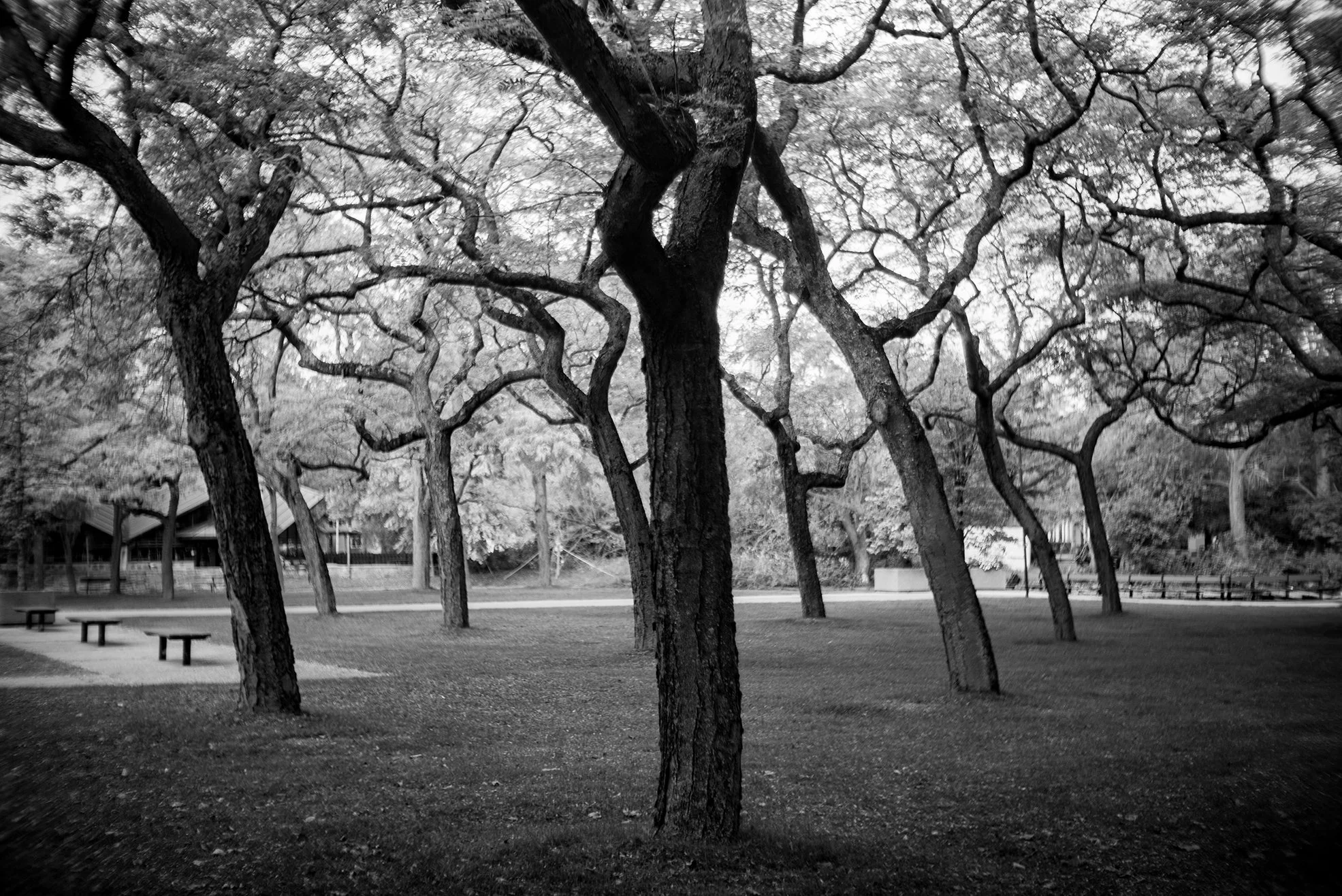 Black and white photo of a park with several trees with twisting branches, some benches, and a fence in the background.
