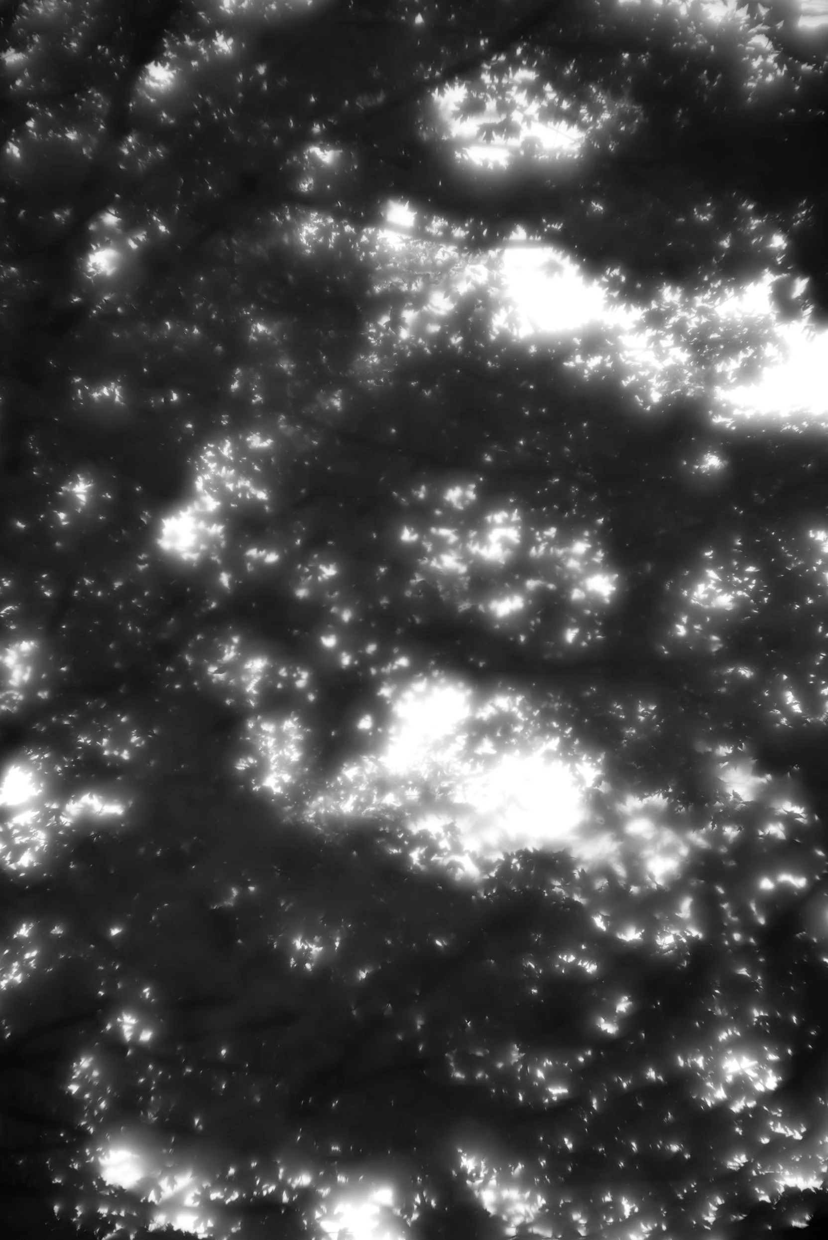 Black-and-white photograph of tree branches and leaves with sunlight filtering through.