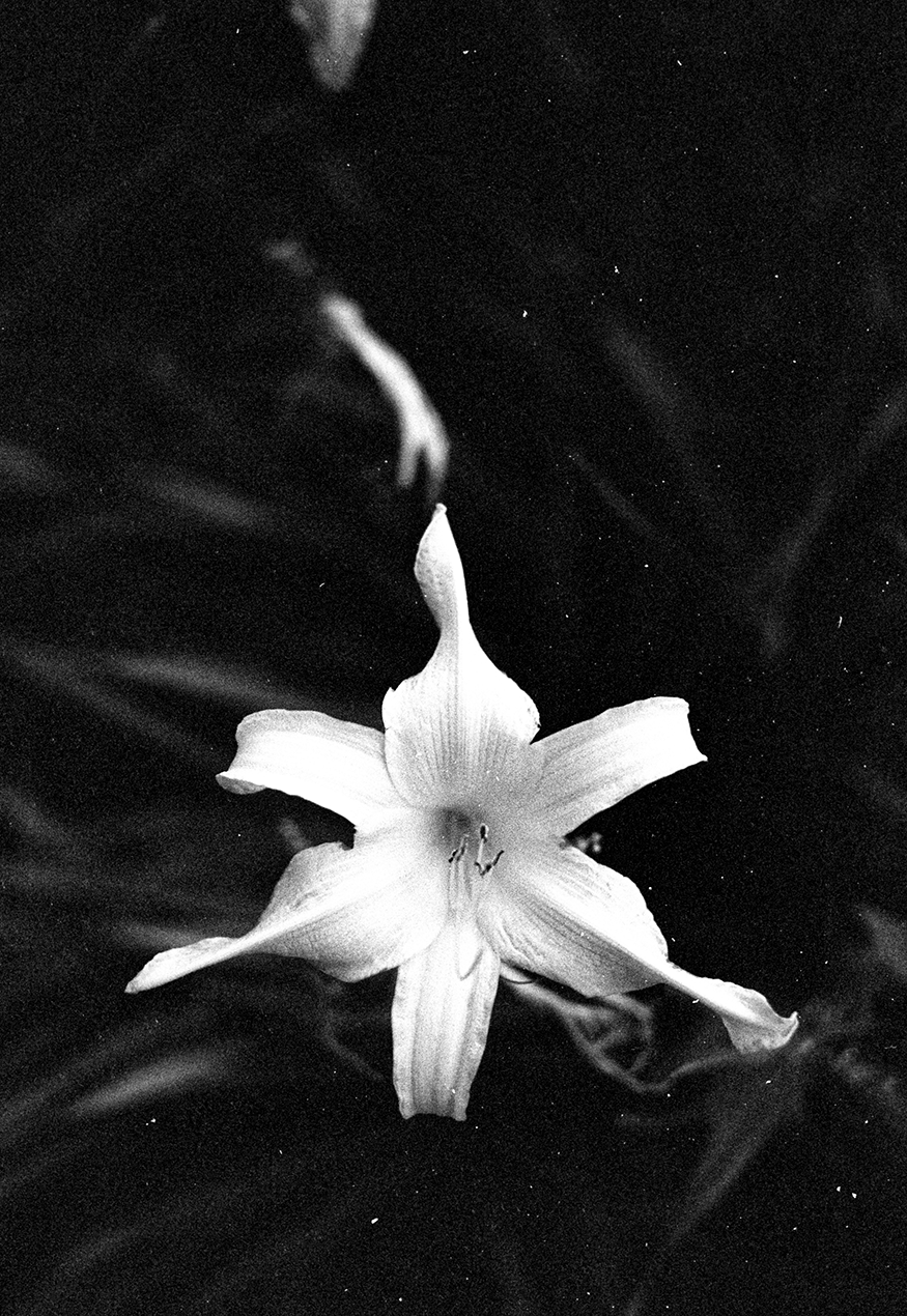 Black and white photo of a lily flower with large petals and prominent stamens, floating on water with a blurred reflection.