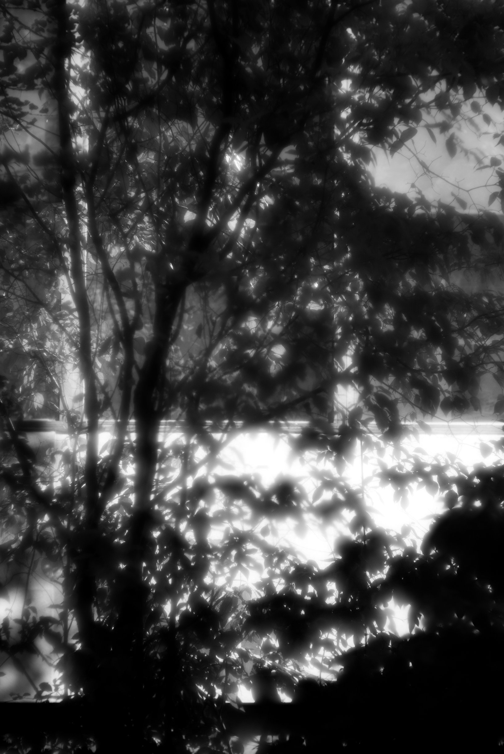Black and white photo of tree branches and leaves with light filtering through.
