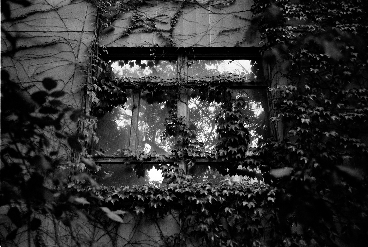 An overgrown window with ivy and vines covering the frame, with trees visible through the glass in black and white.