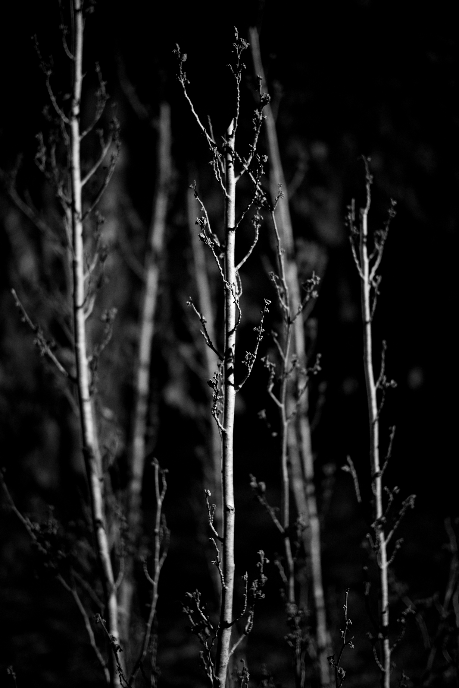 Close-up black and white photo of bare, thin tree branches with small buds, against a dark background.