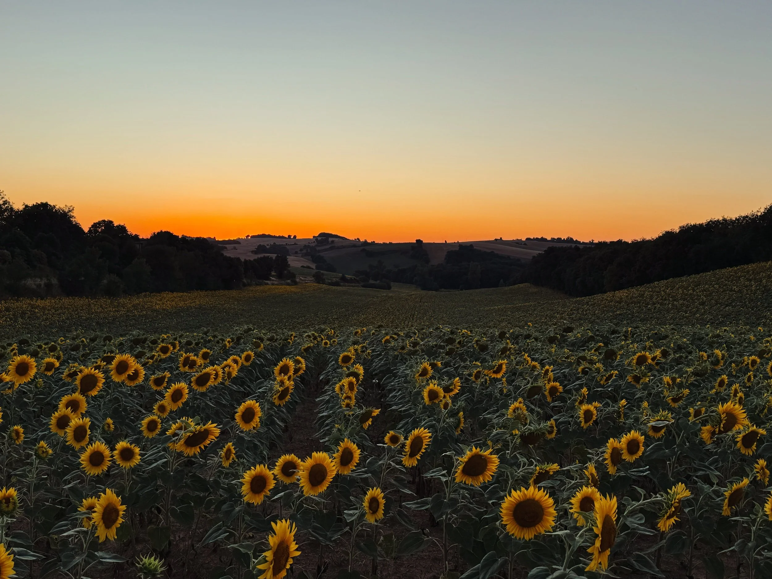 Sunflower sunset view