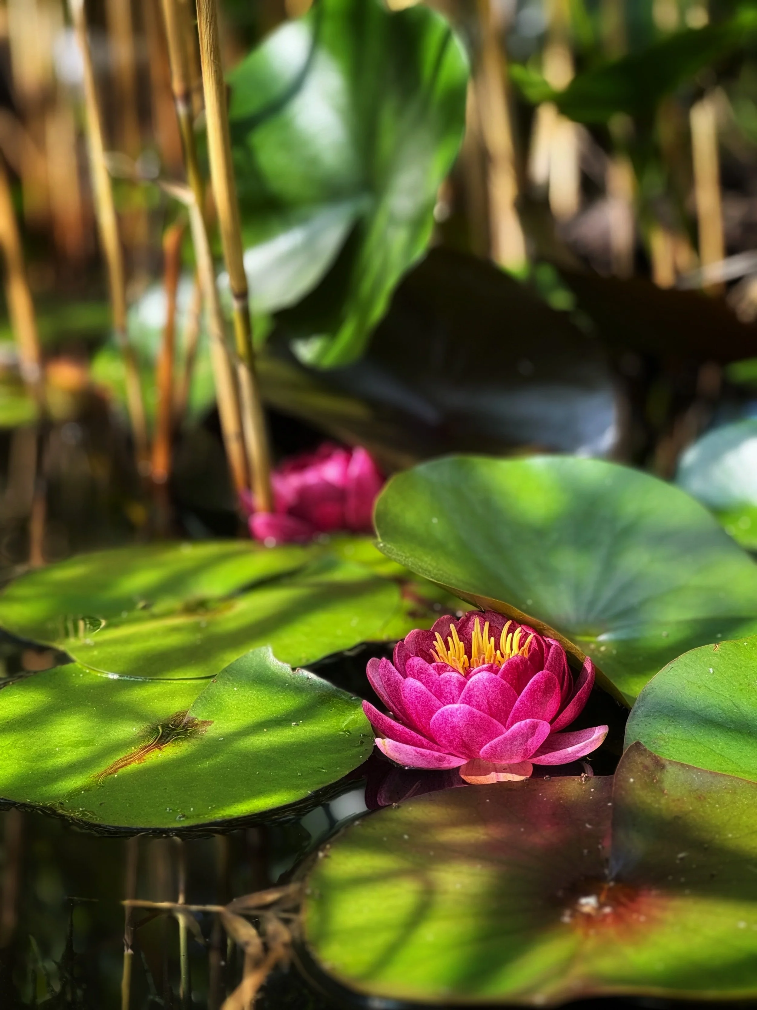 water lilies