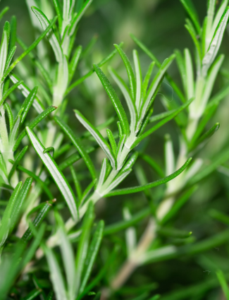 Boost Your Well-being with Rosemary 