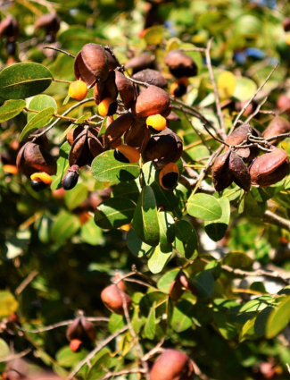 Unlock Your Inner Strength with Copiaba