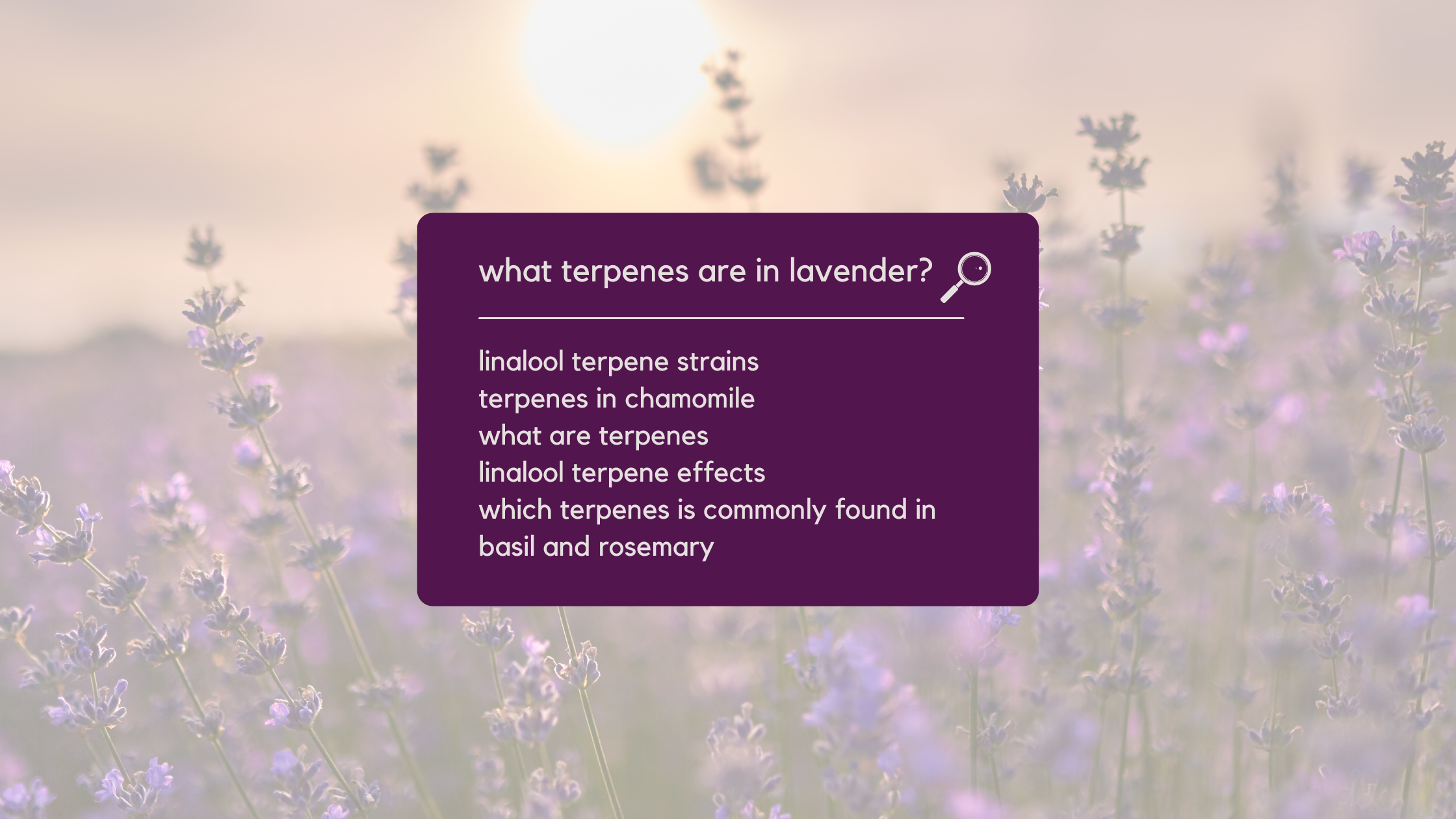 Understanding Lavender's Terpenes and Sleep Benefits