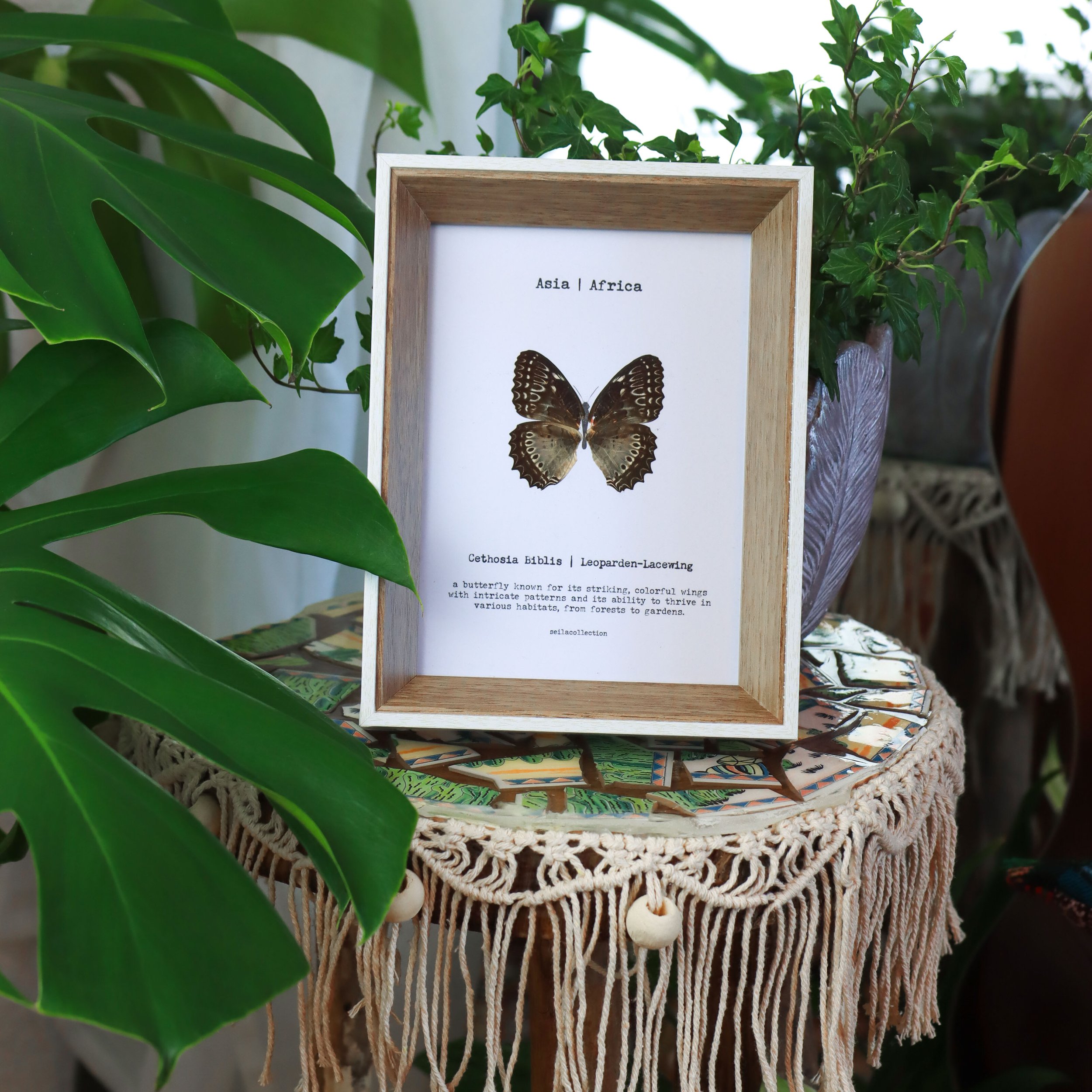 Cethosia Biblis braun | Echter Schmetterling im Fotorahmen | Unikat