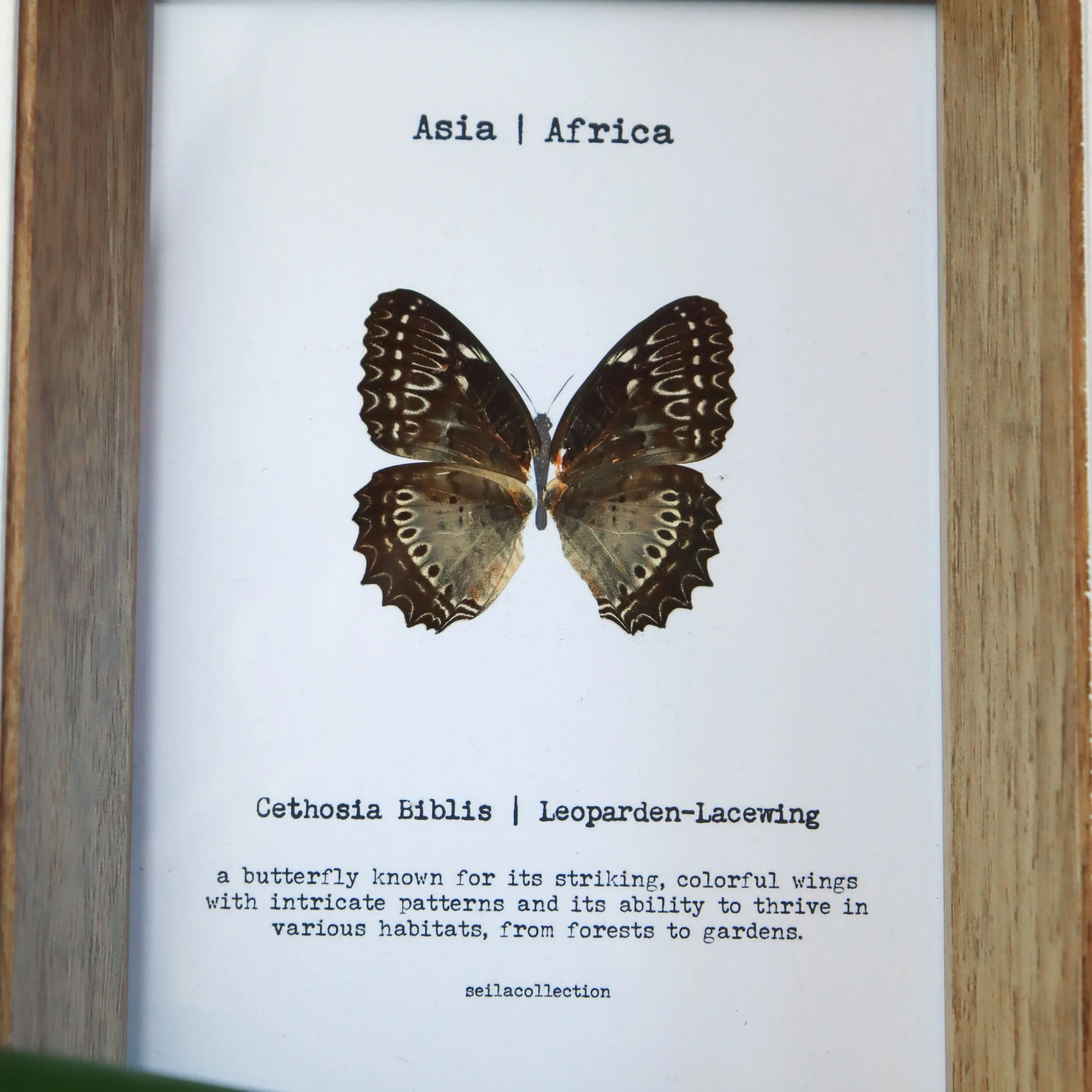 schmetterlinge-web-55.jpg