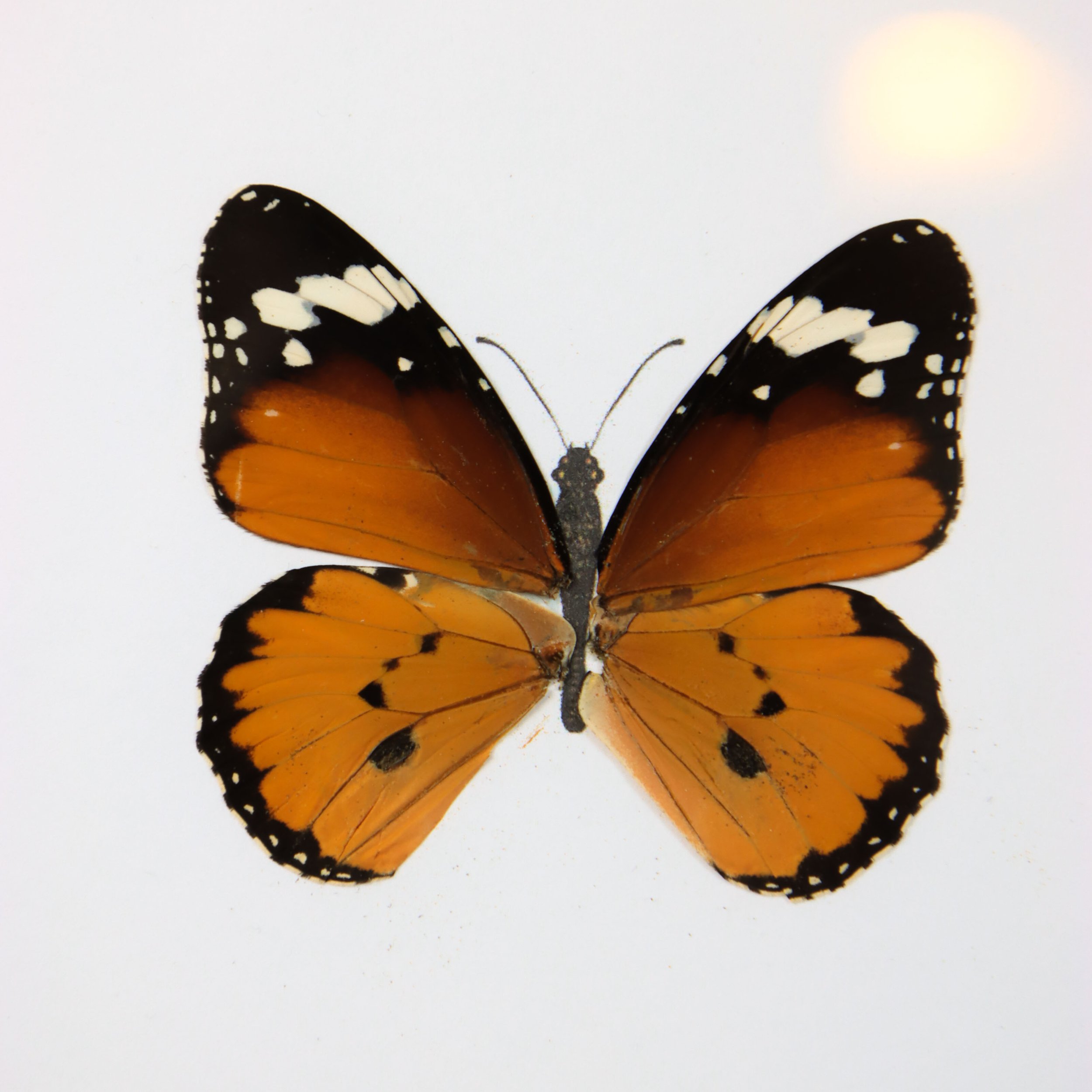 schmetterlinge-web-03.jpg