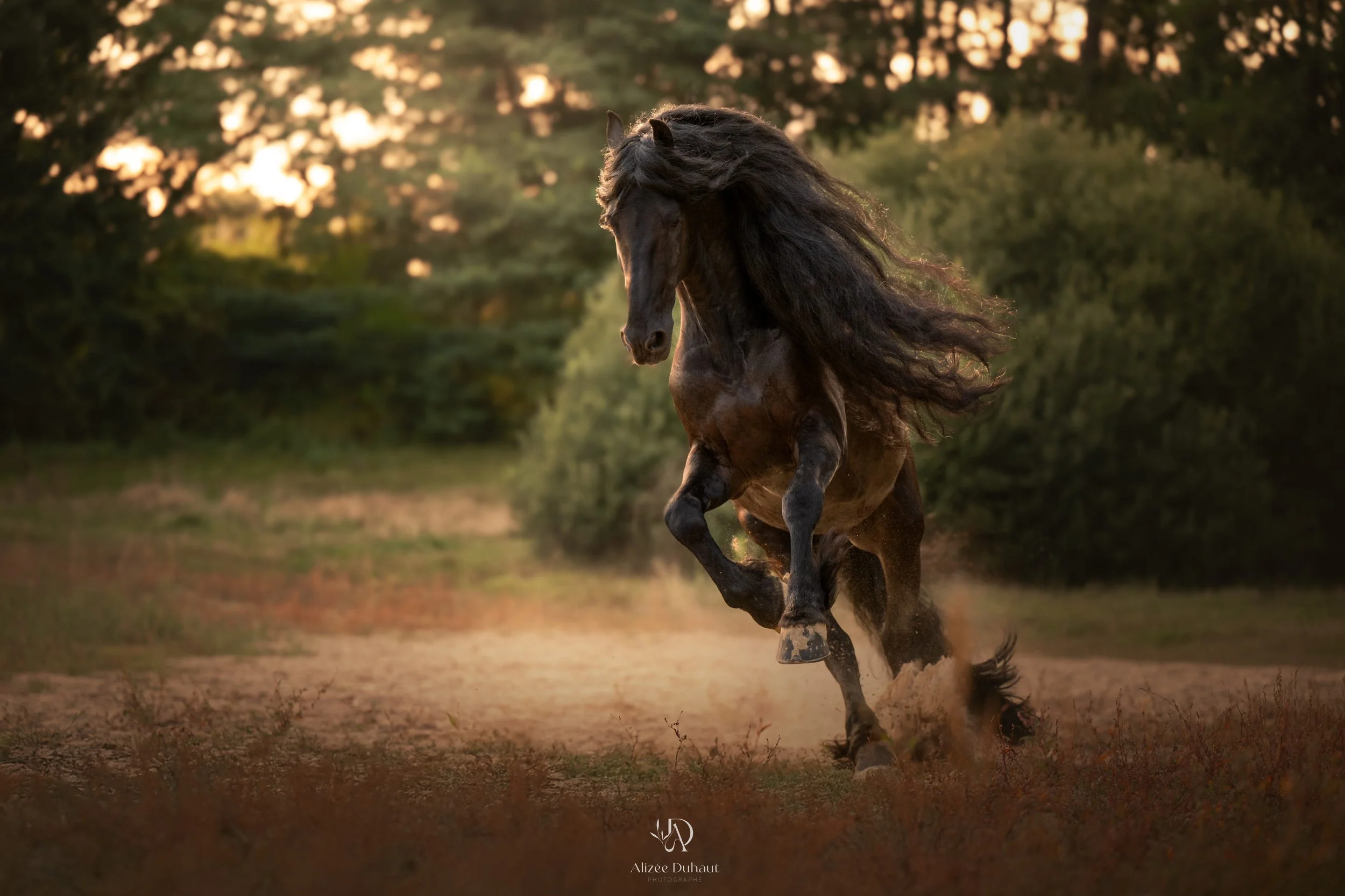 Frison en liberté au galop nord pas de calais