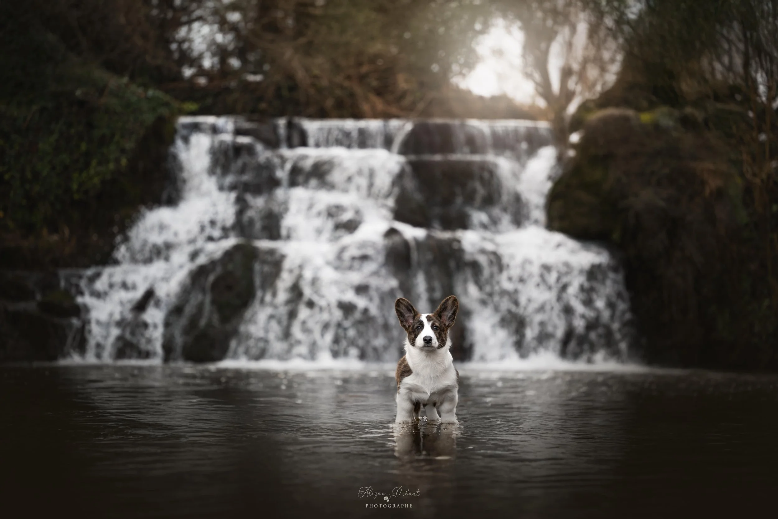 portrait chiot corgi devant une cascade Lens