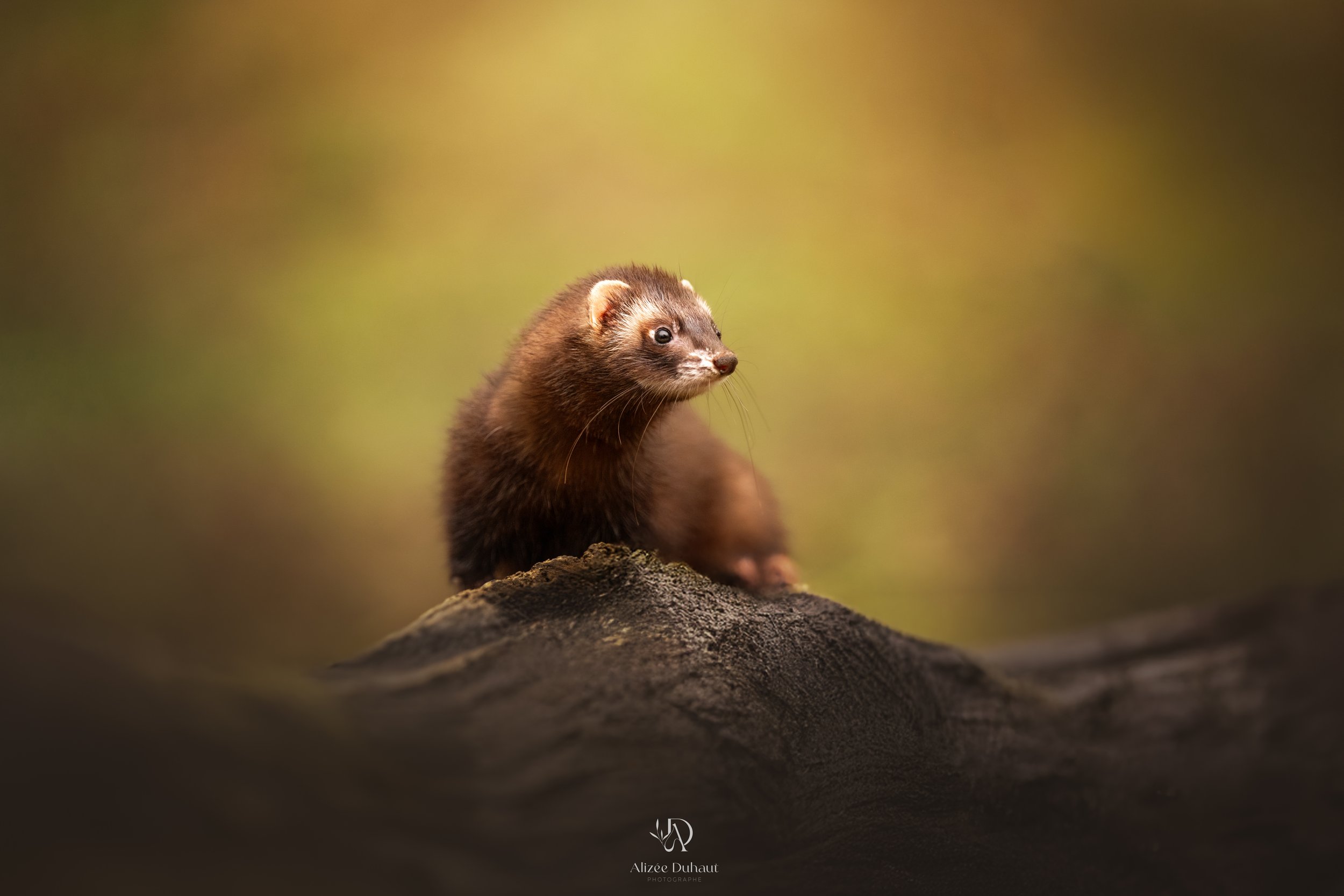 photographe furet nord pas de calais