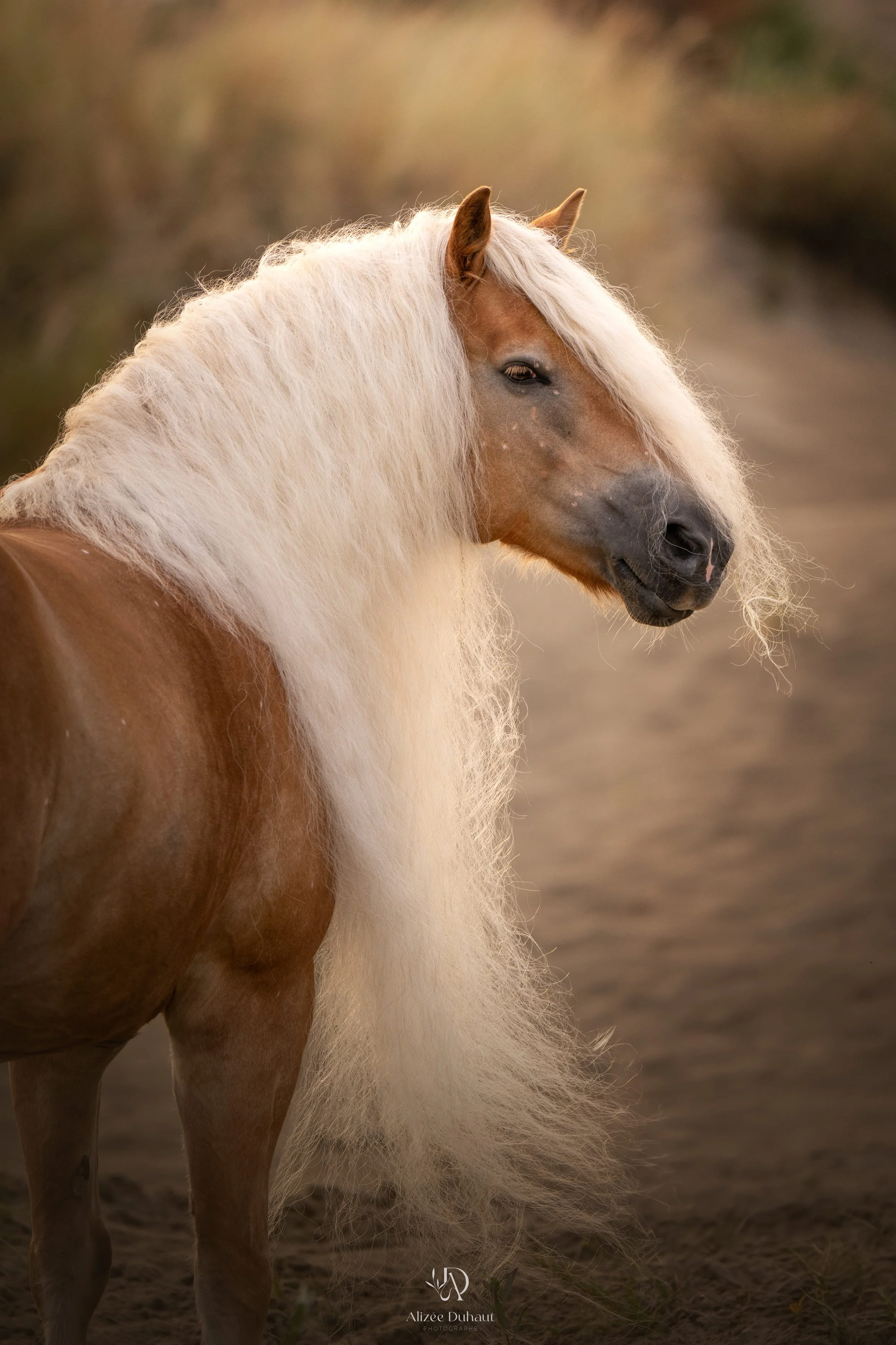 Haflinger longue crinière