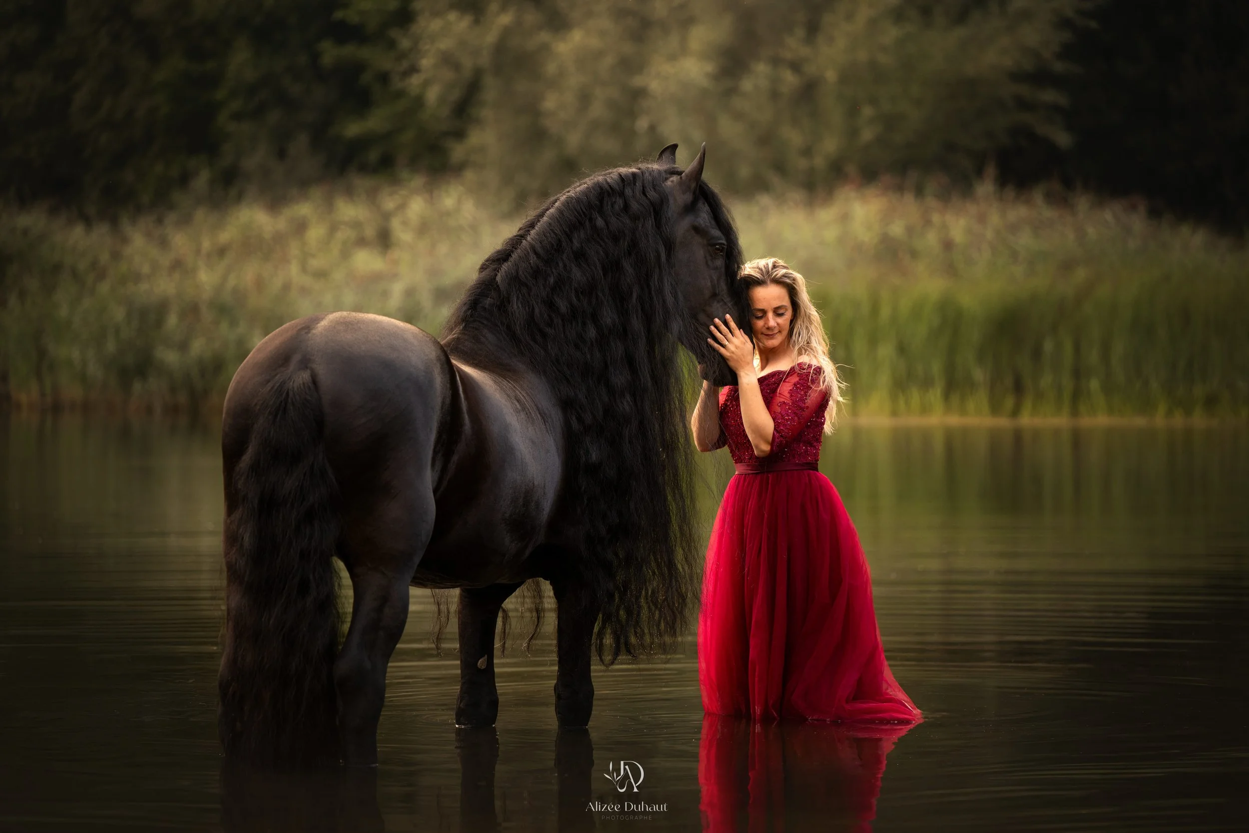 Complicité cheval frison et sa cavalière Pas de Calais