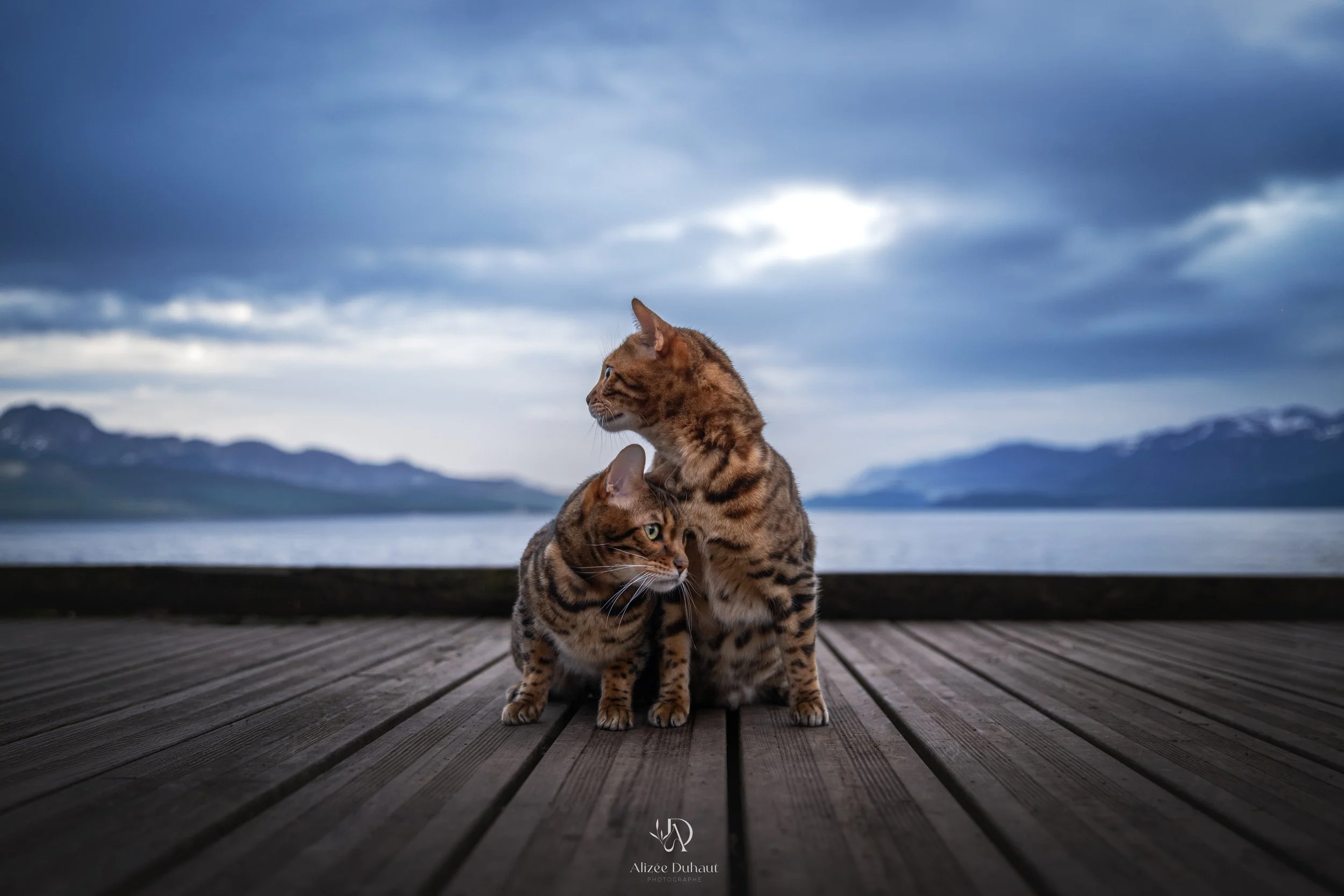 Chats du Bengal séance photo Nord