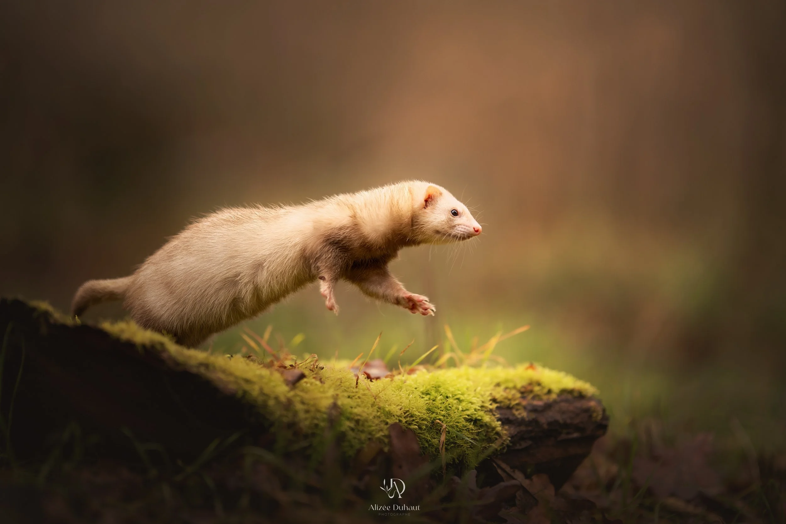 photographe furet dans la foret Nord 