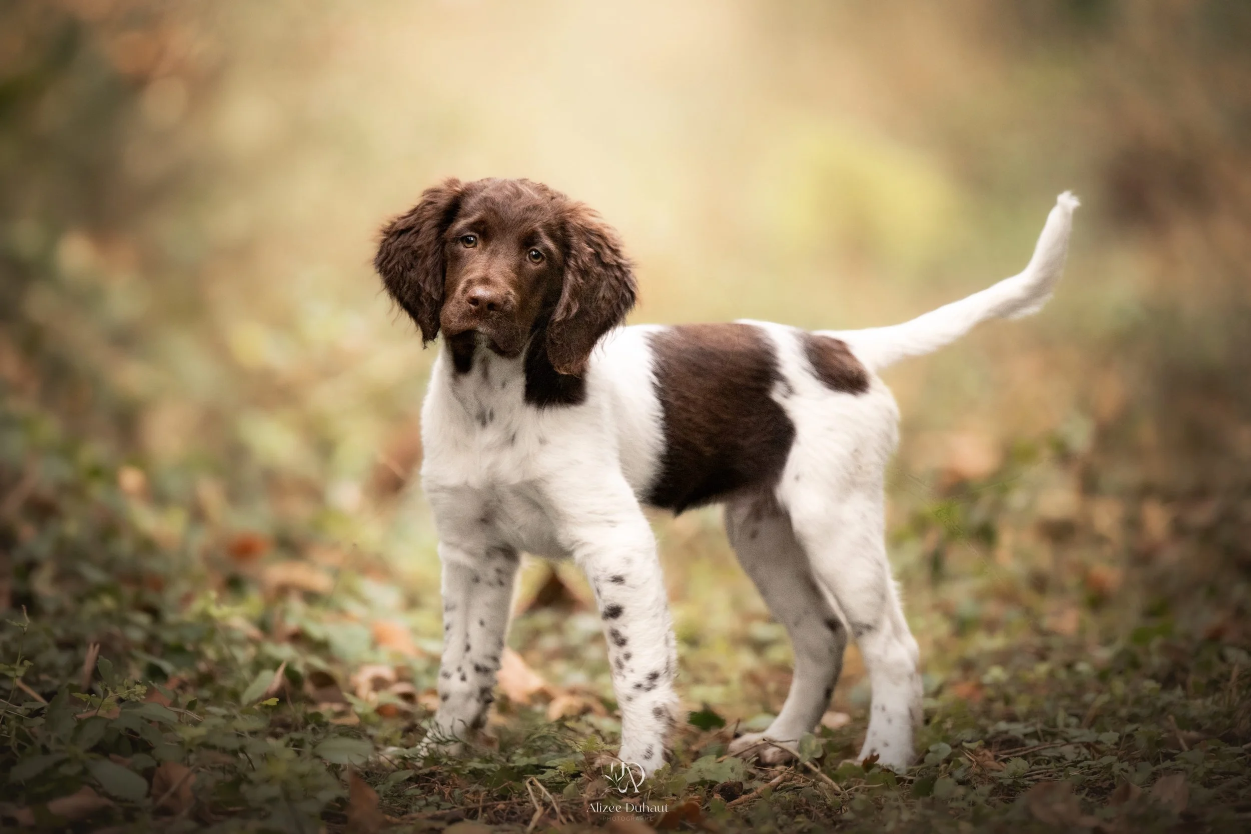 Séance photo chiot Lens Pas de Calais