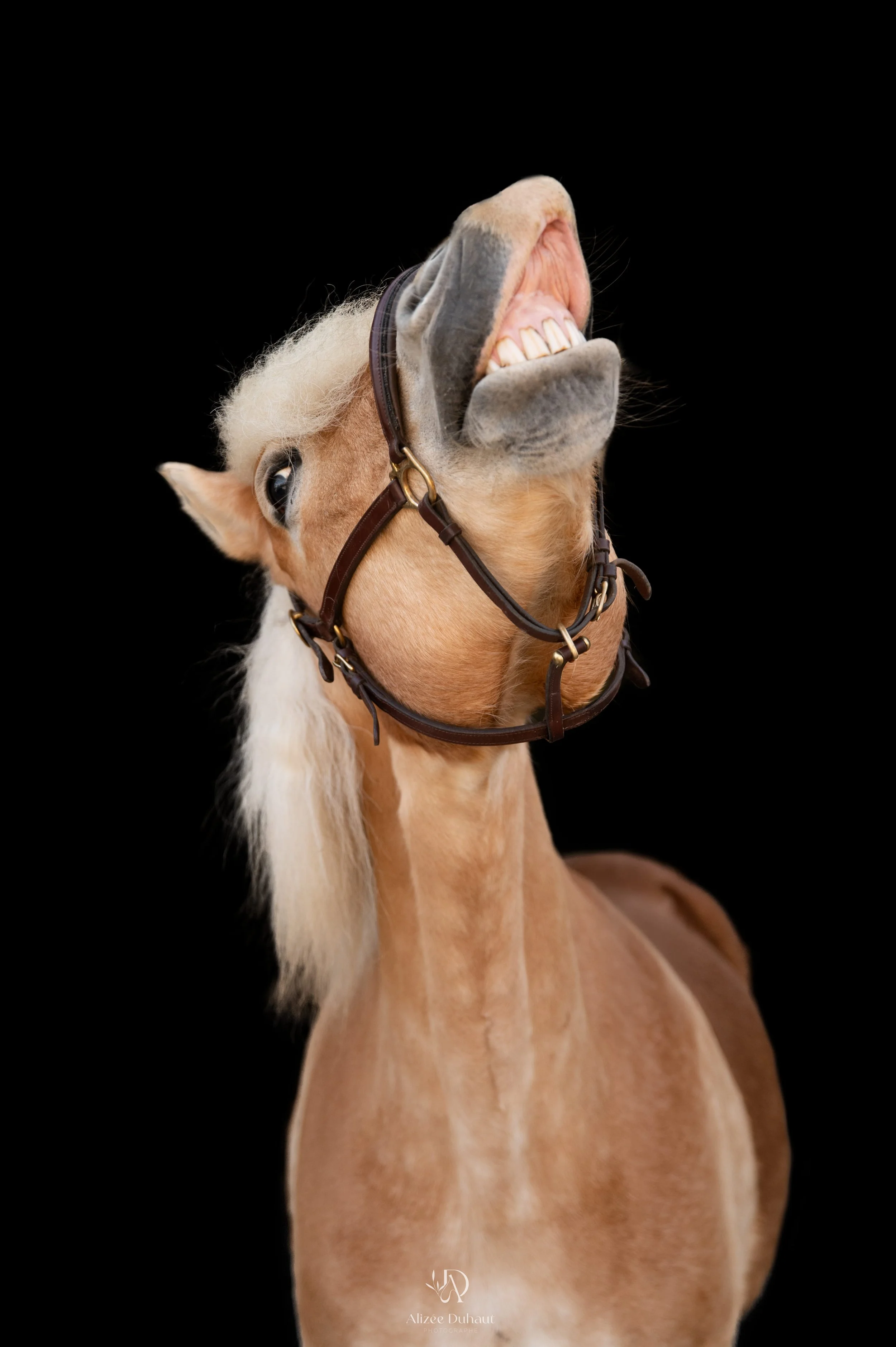 Séance photo fond noir cavalier cheval Béthune