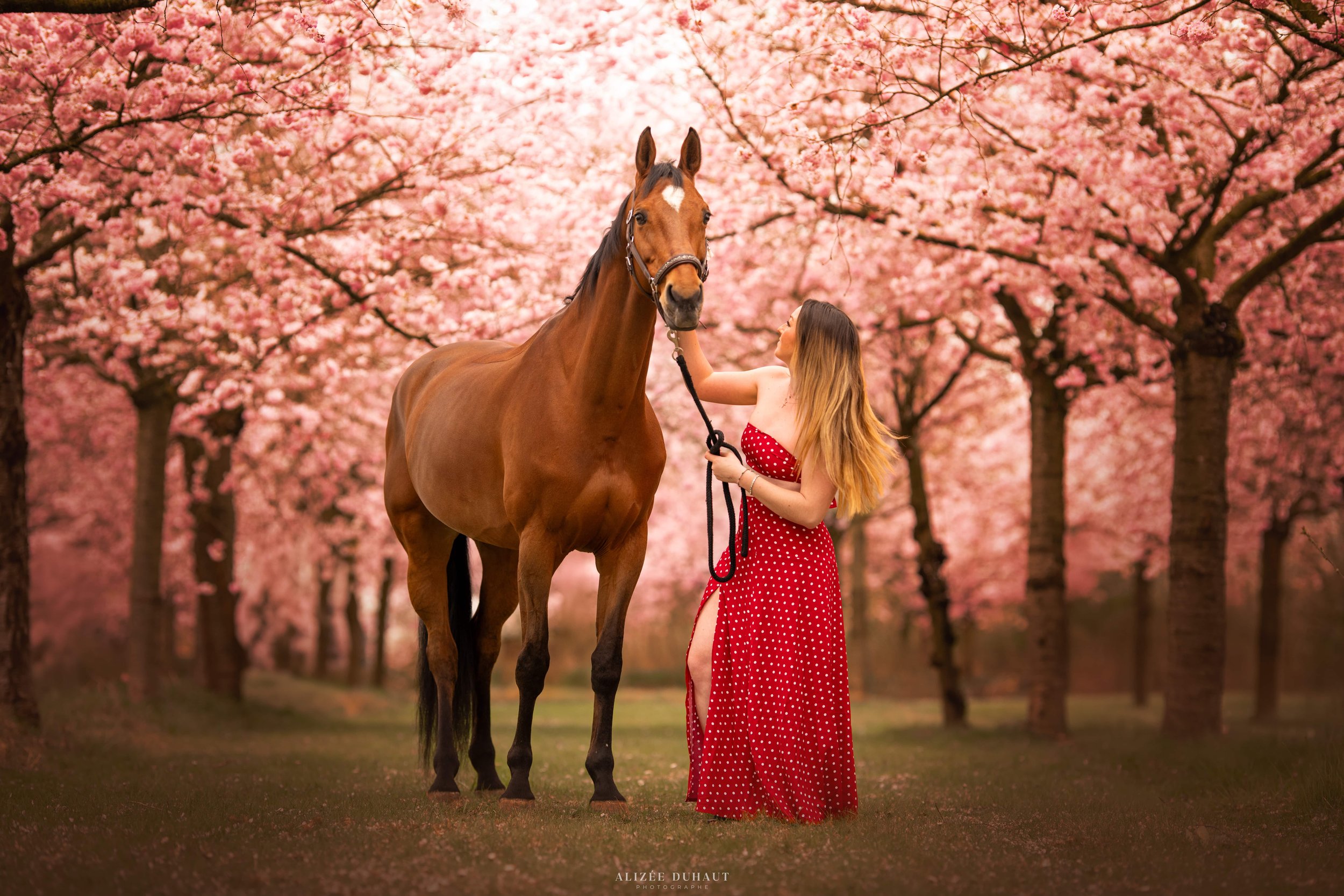 séance photo cheval sans pose forcée dans fleurs de cerisier, Lille 