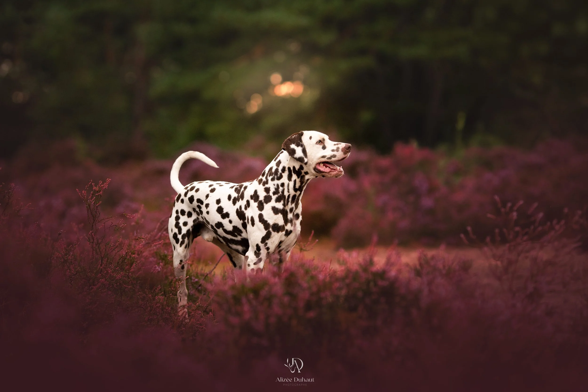 Dalmatien dans les bruyères séance photo