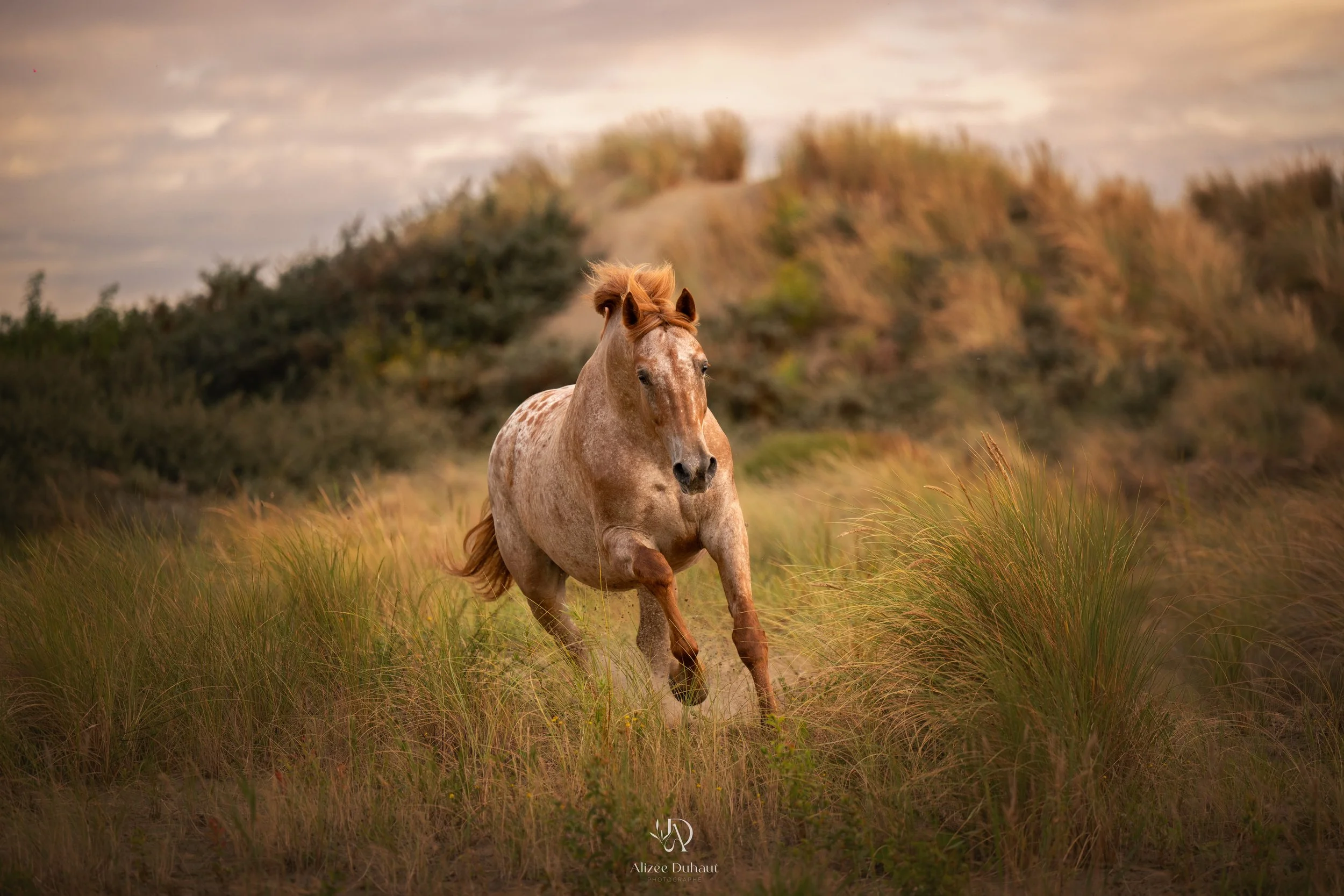 Cheval au galop dans les dunes