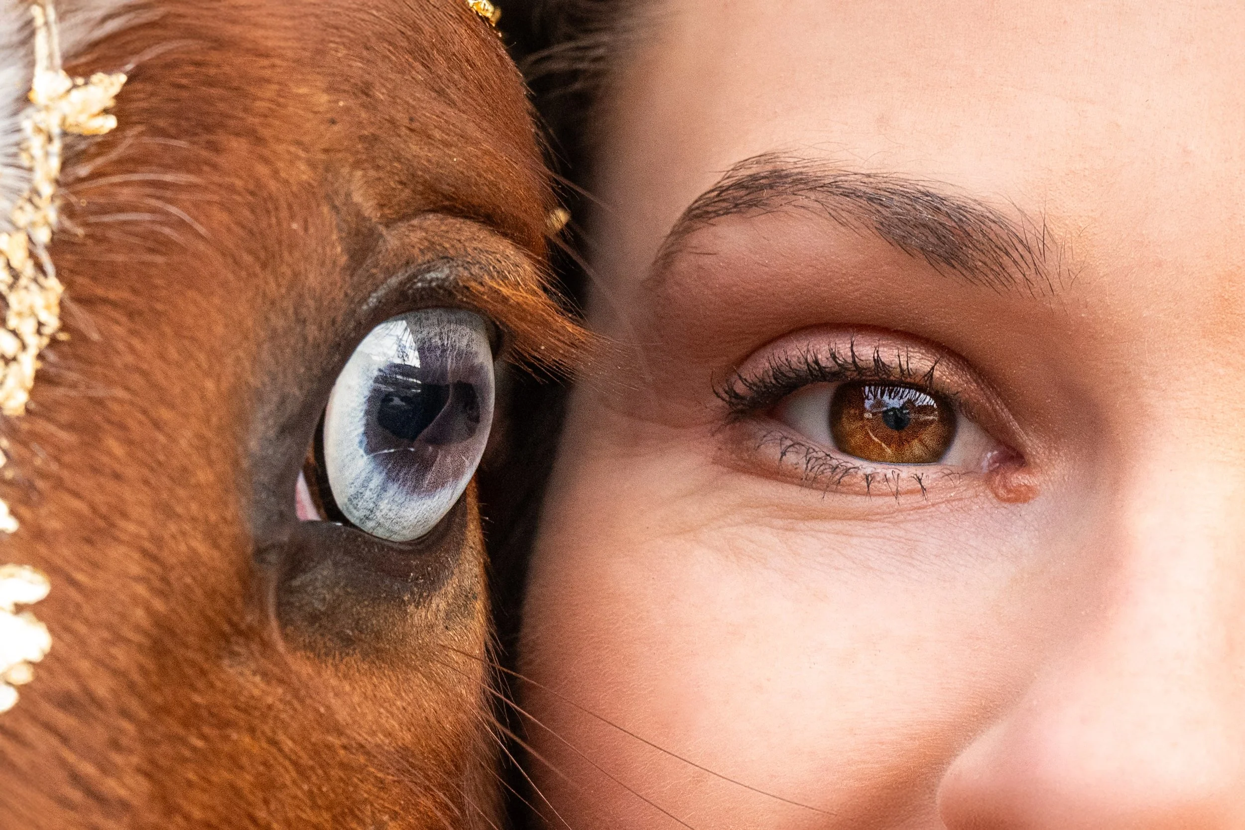 Photo oeil cheval et cavalière complicité