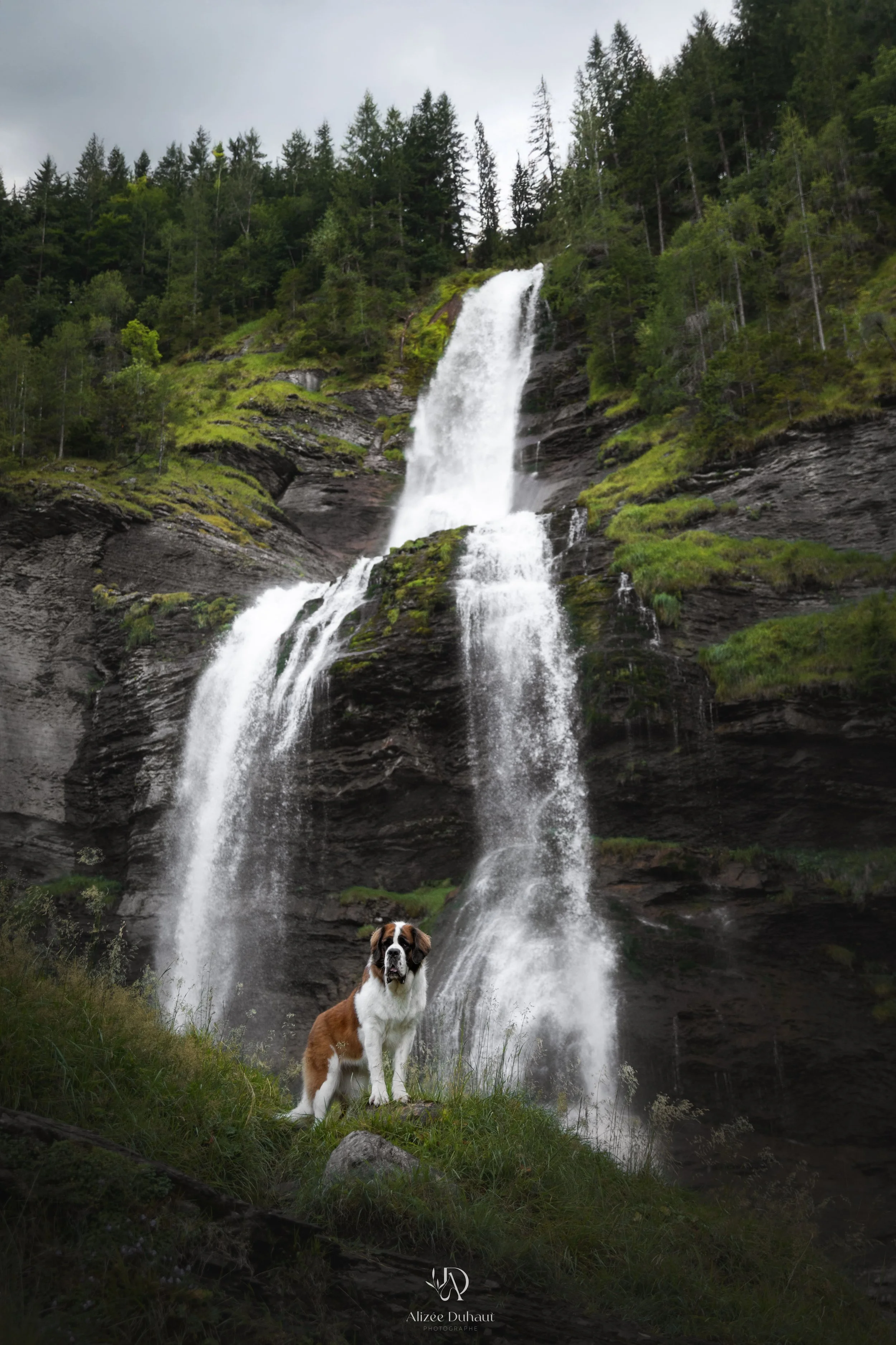 Séance photo chien cascade de Samoens en Haute Savoie