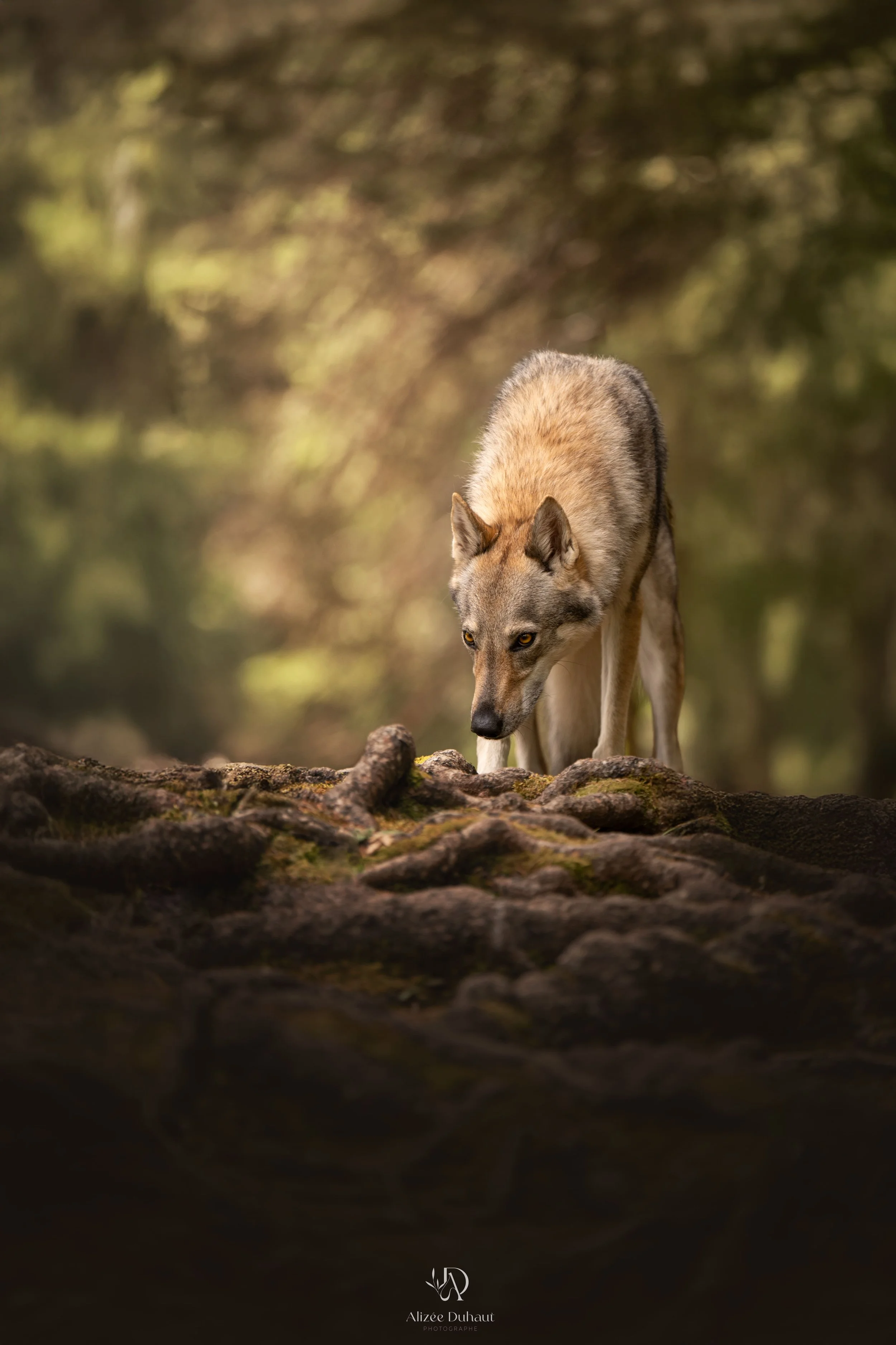 Séance photo chien loup en forêt de Phalempin