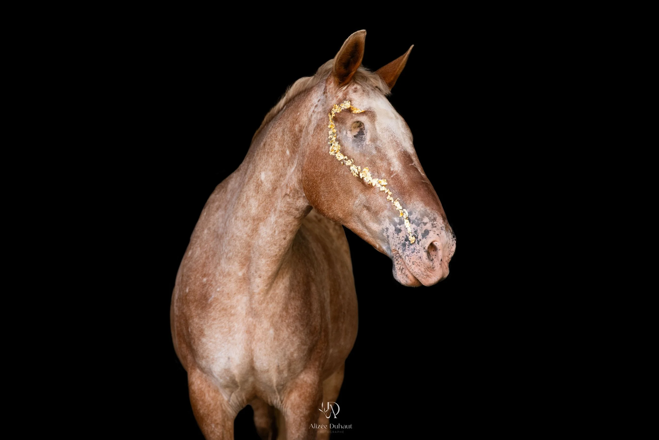 photo cheval à l’écurie lumière naturelle avec feuilles d'or. Hauts de France